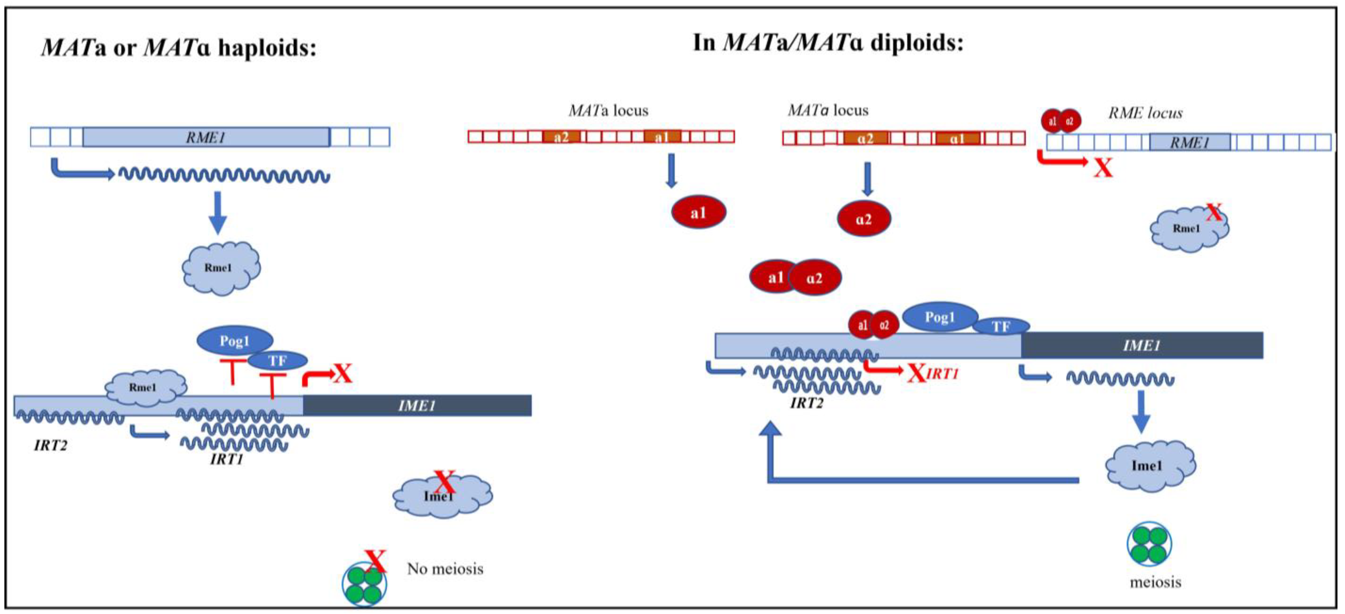 Ncrna 08 00077 g002 Ncrna 08 00077 g002