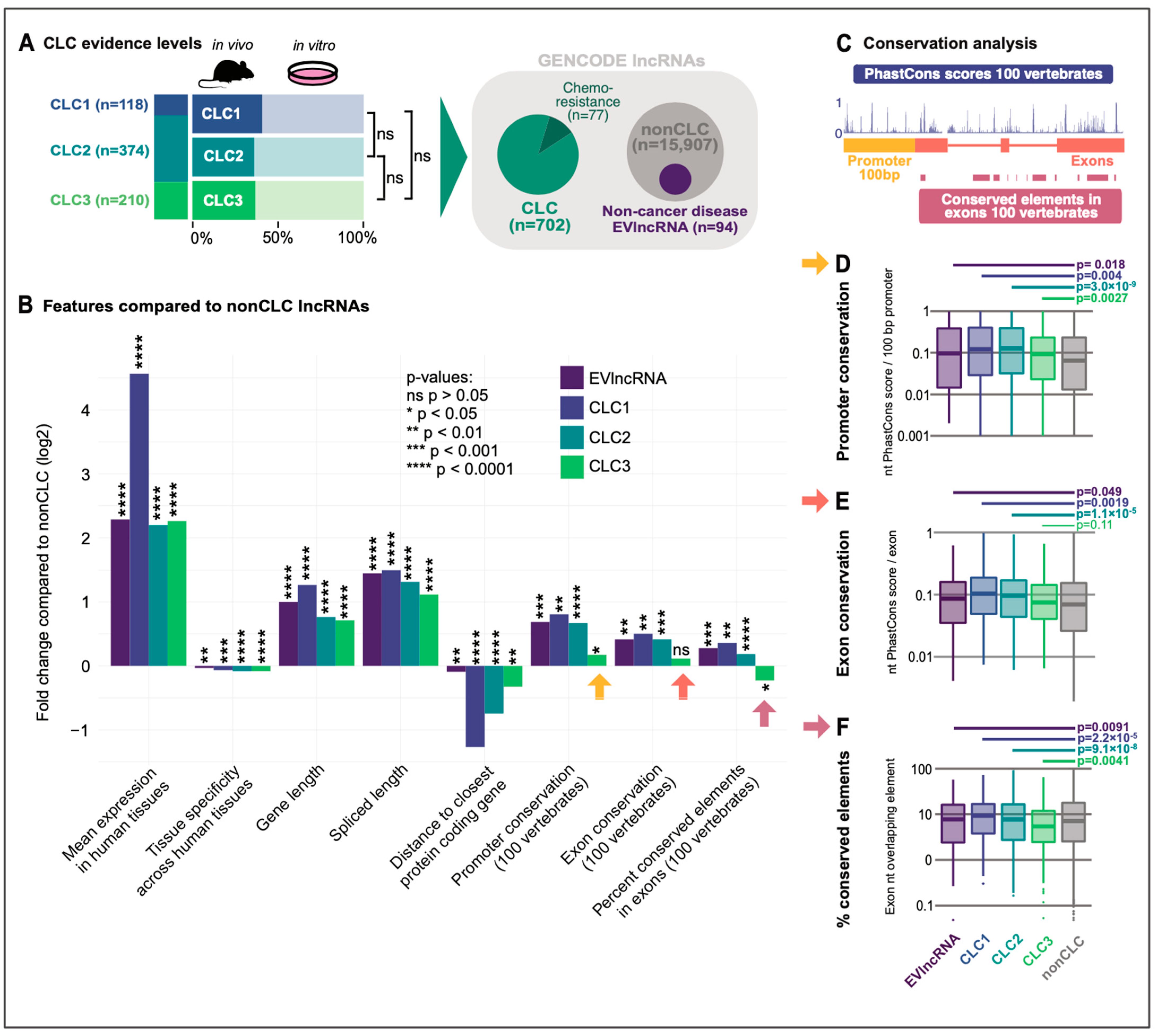 Ncrna 08 00082 g001 Ncrna 08 00082 g001