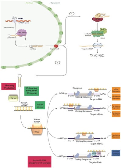 ncRNA | Free Full-Text | Targeting miRNAs and Other Non-Coding RNAs as ...