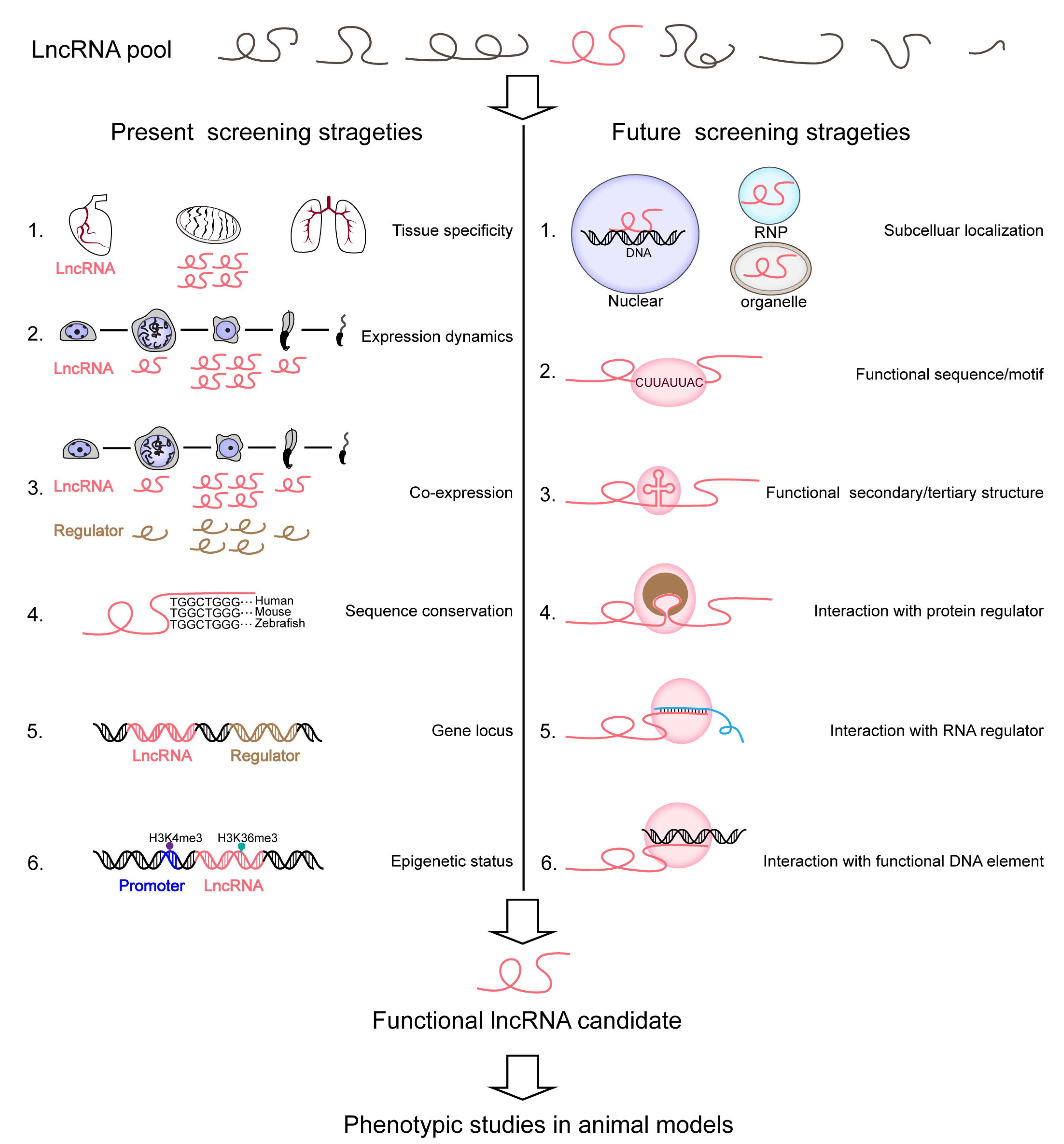 Ncrna 09 00036 g002 Ncrna 09 00036 g002