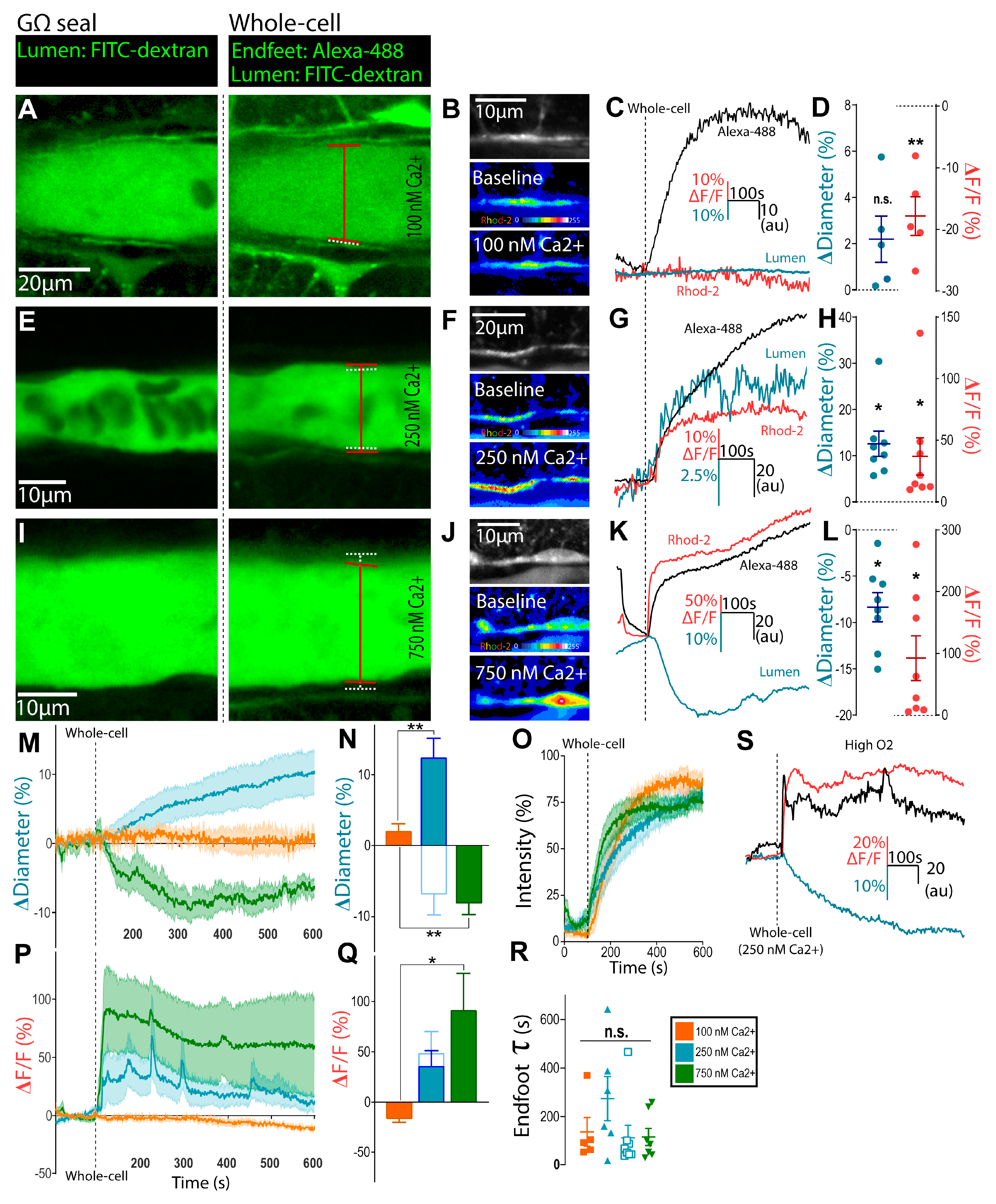 Neuroglia 02 00006 g001