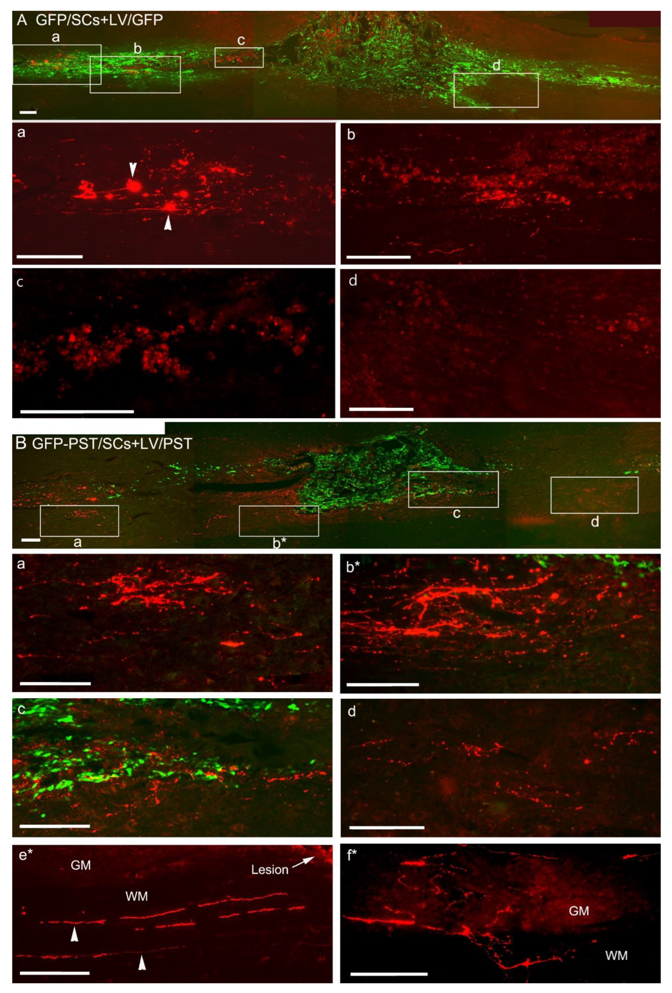 Neuroglia 04 00016 g003 Neuroglia 04 00016 g003