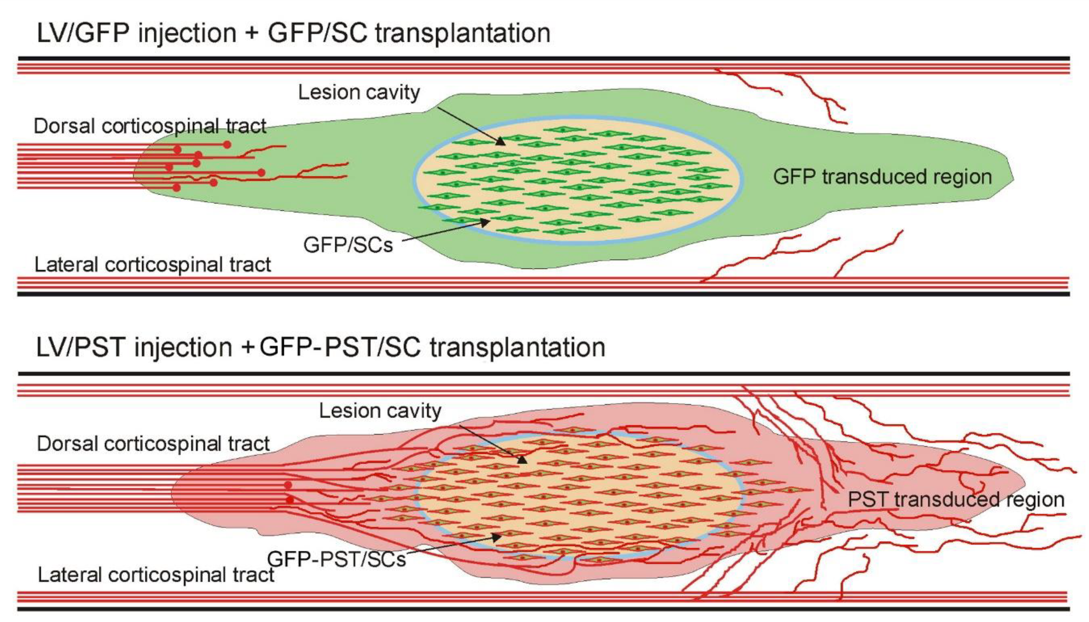 Neuroglia 04 00016 g007 Neuroglia 04 00016 g007