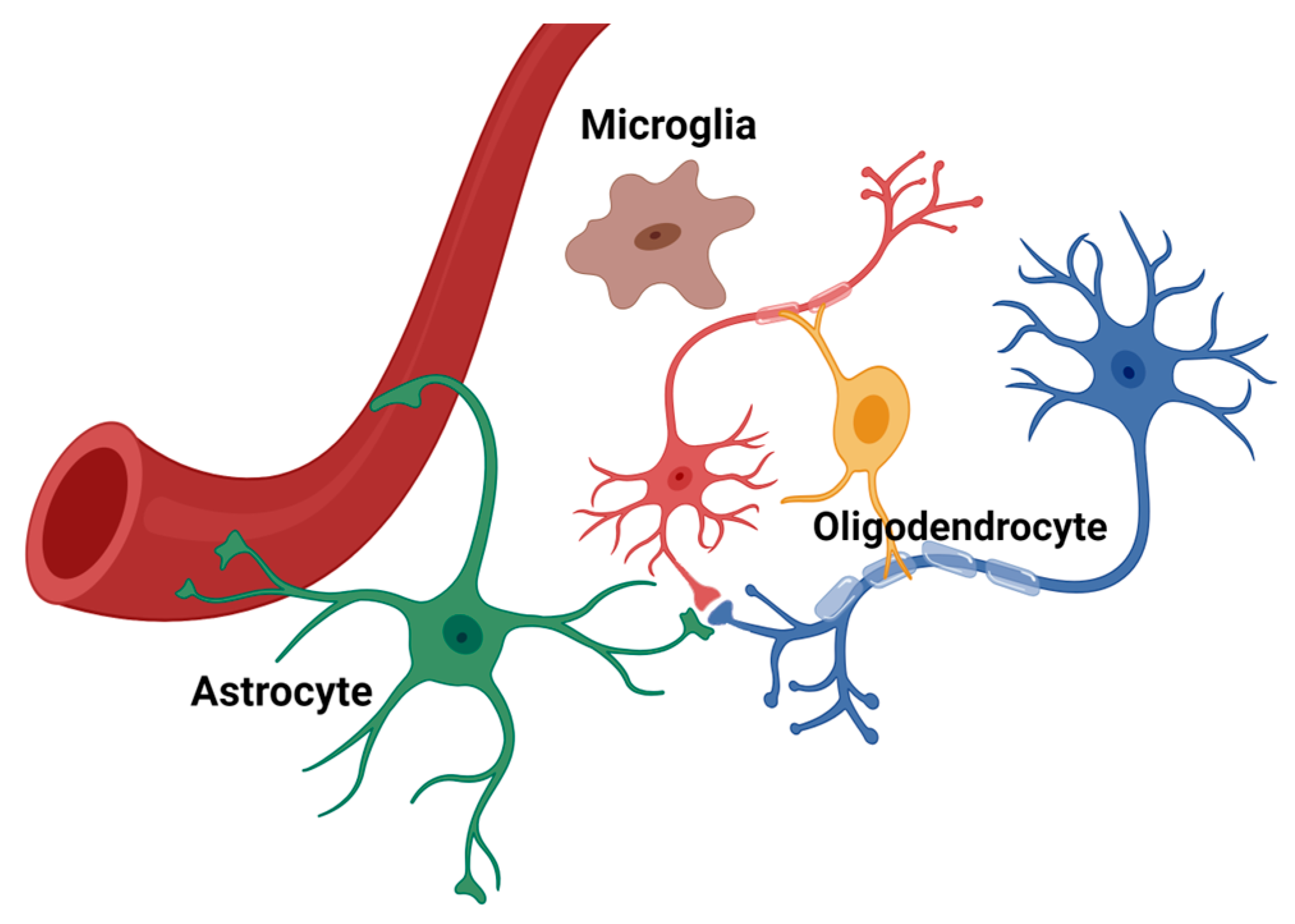 Neuroglia 