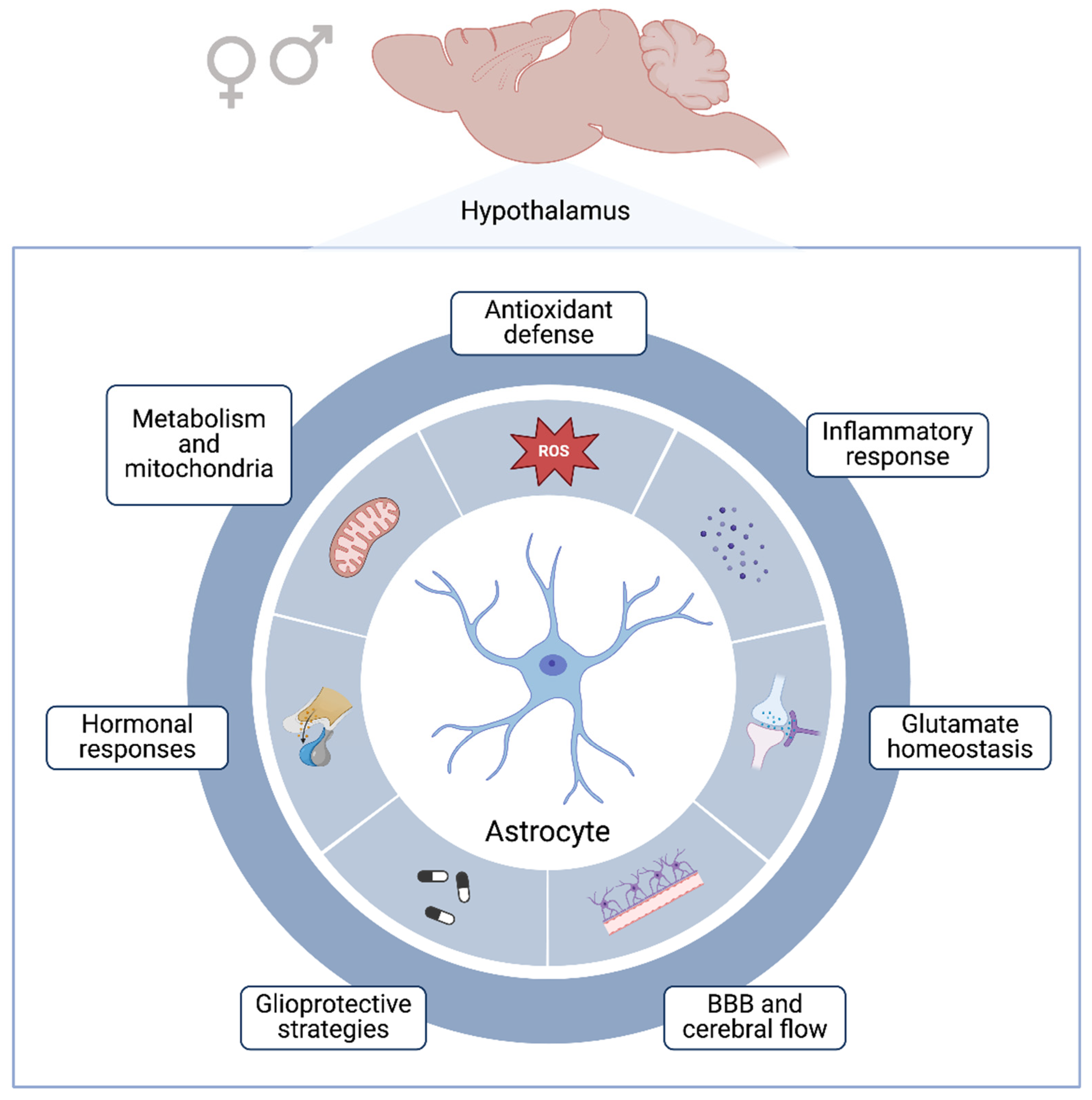 Neuroglia 05 00019 g001