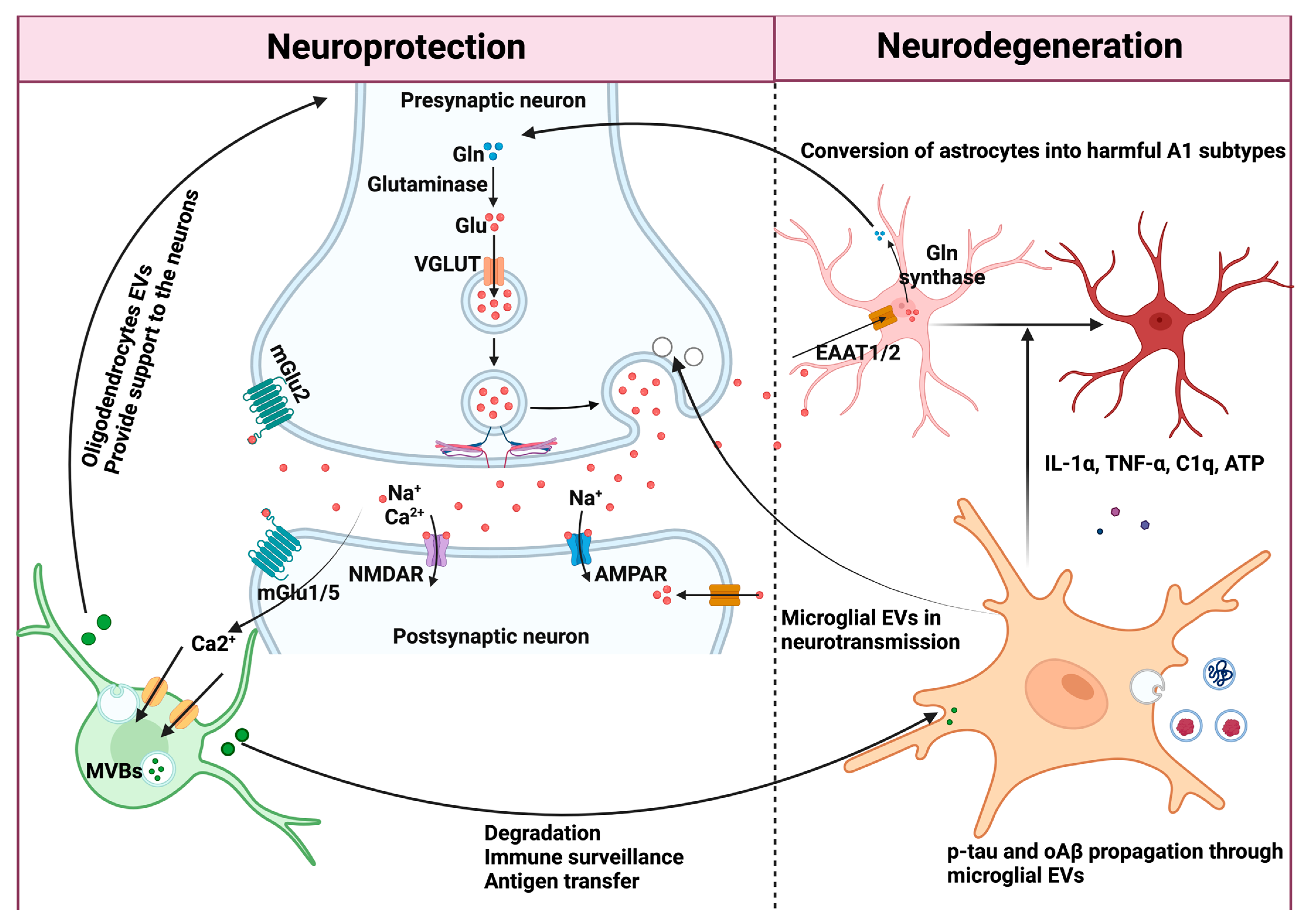 Neuroglia 05 00031 g002 Neuroglia 05 00031 g002
