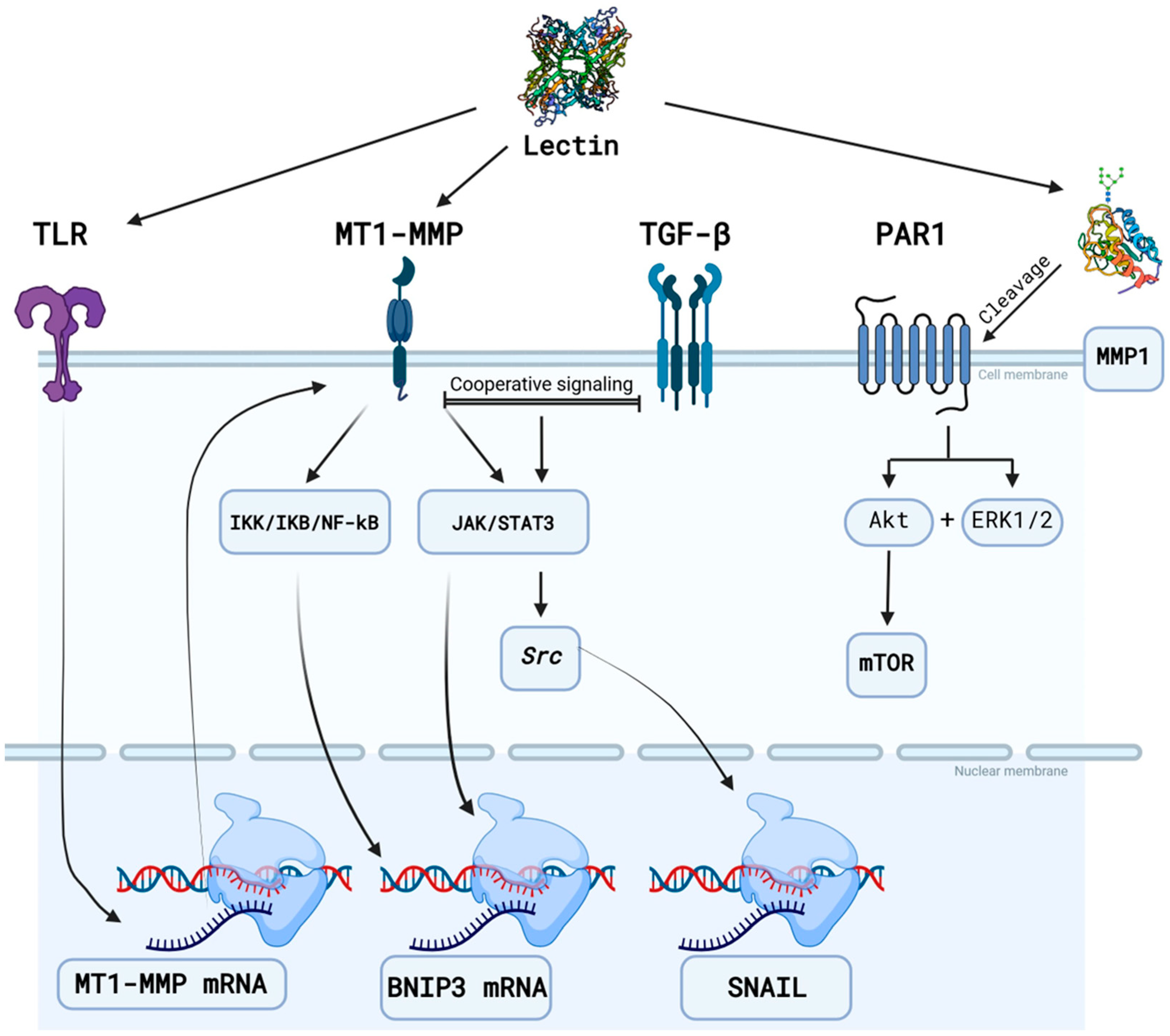 Neuroglia 06 00005 g003