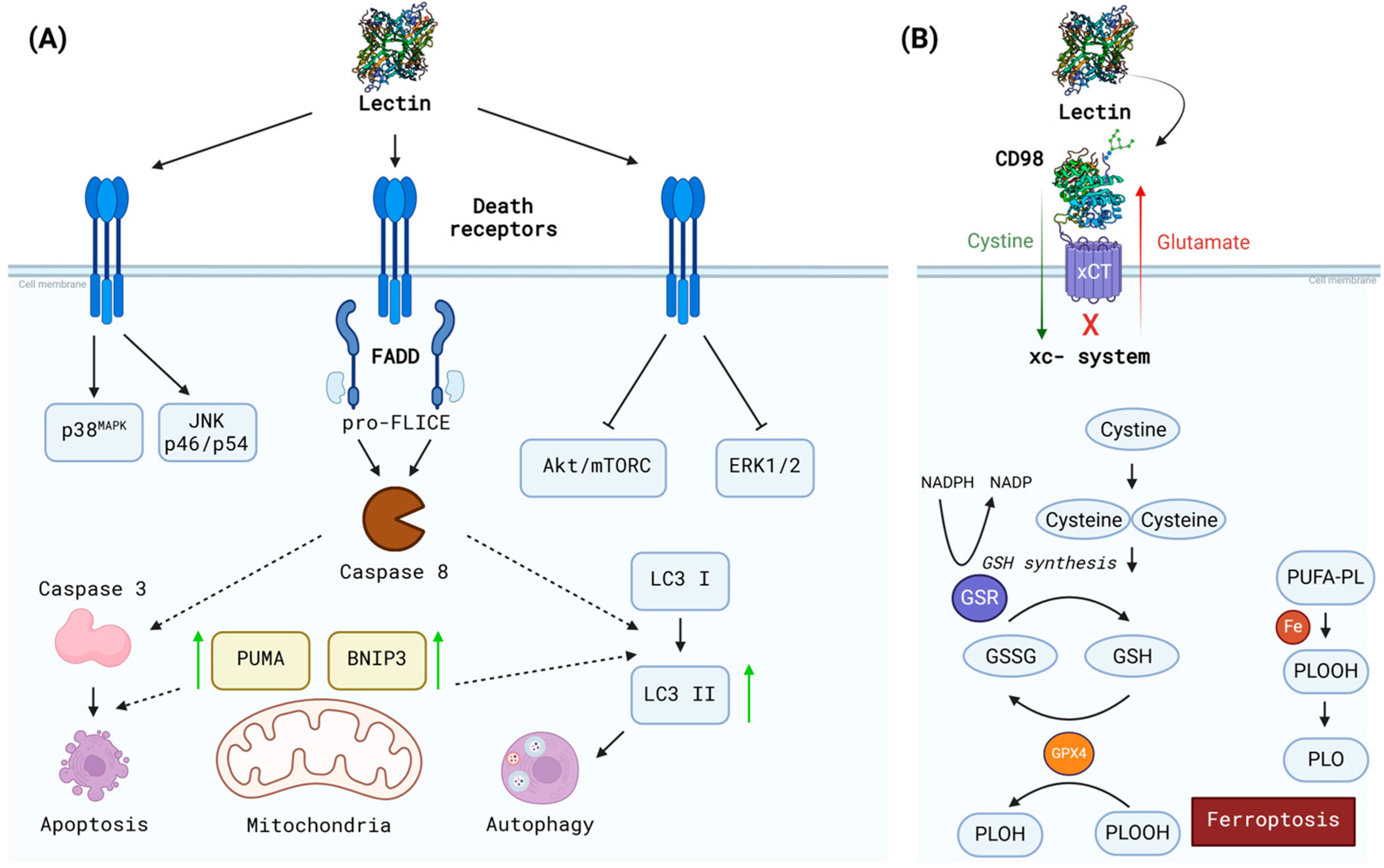 Neuroglia 06 00005 g004