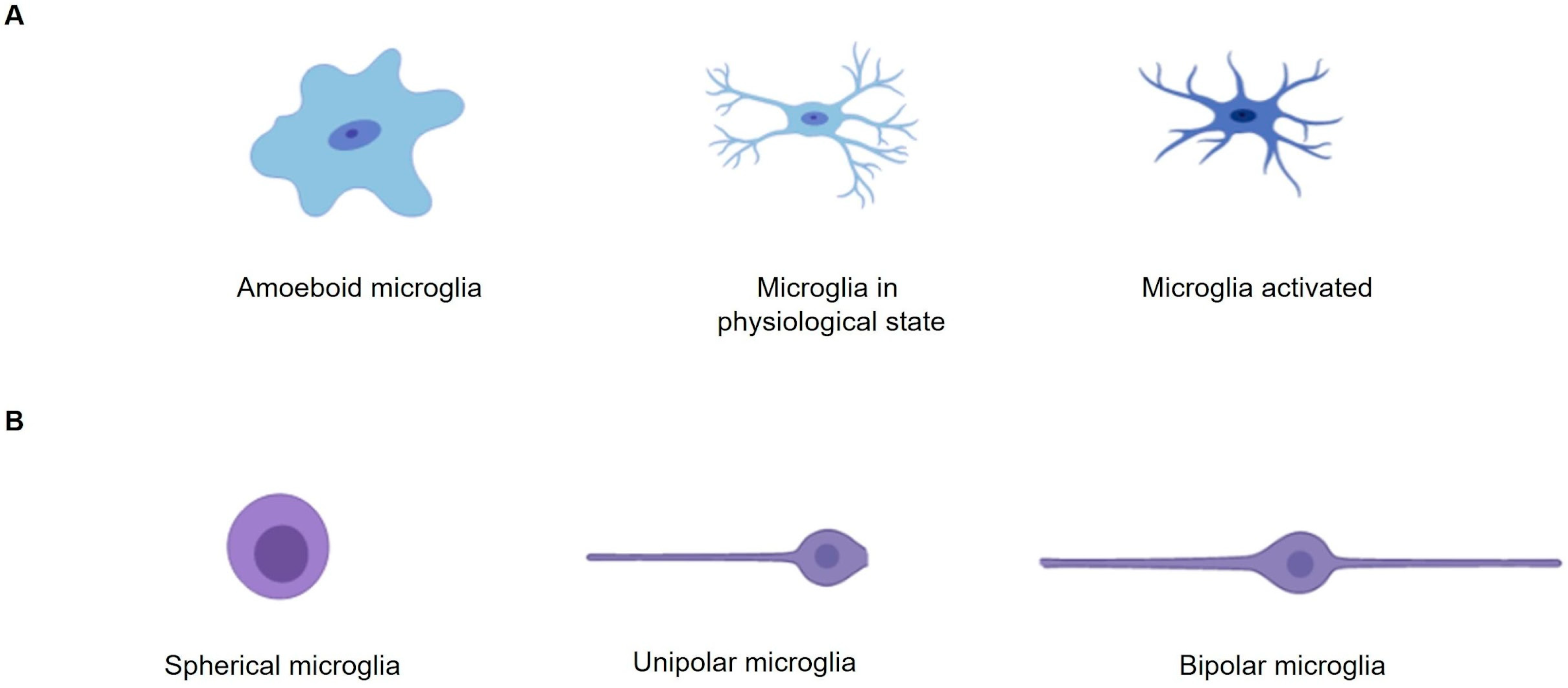 Neuroglia 06 00016 g001