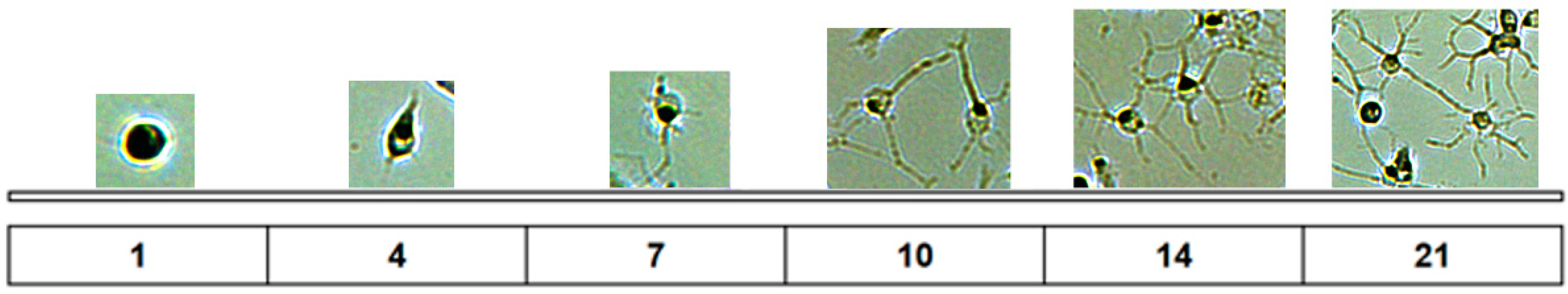Neuroglia 06 00016 g002