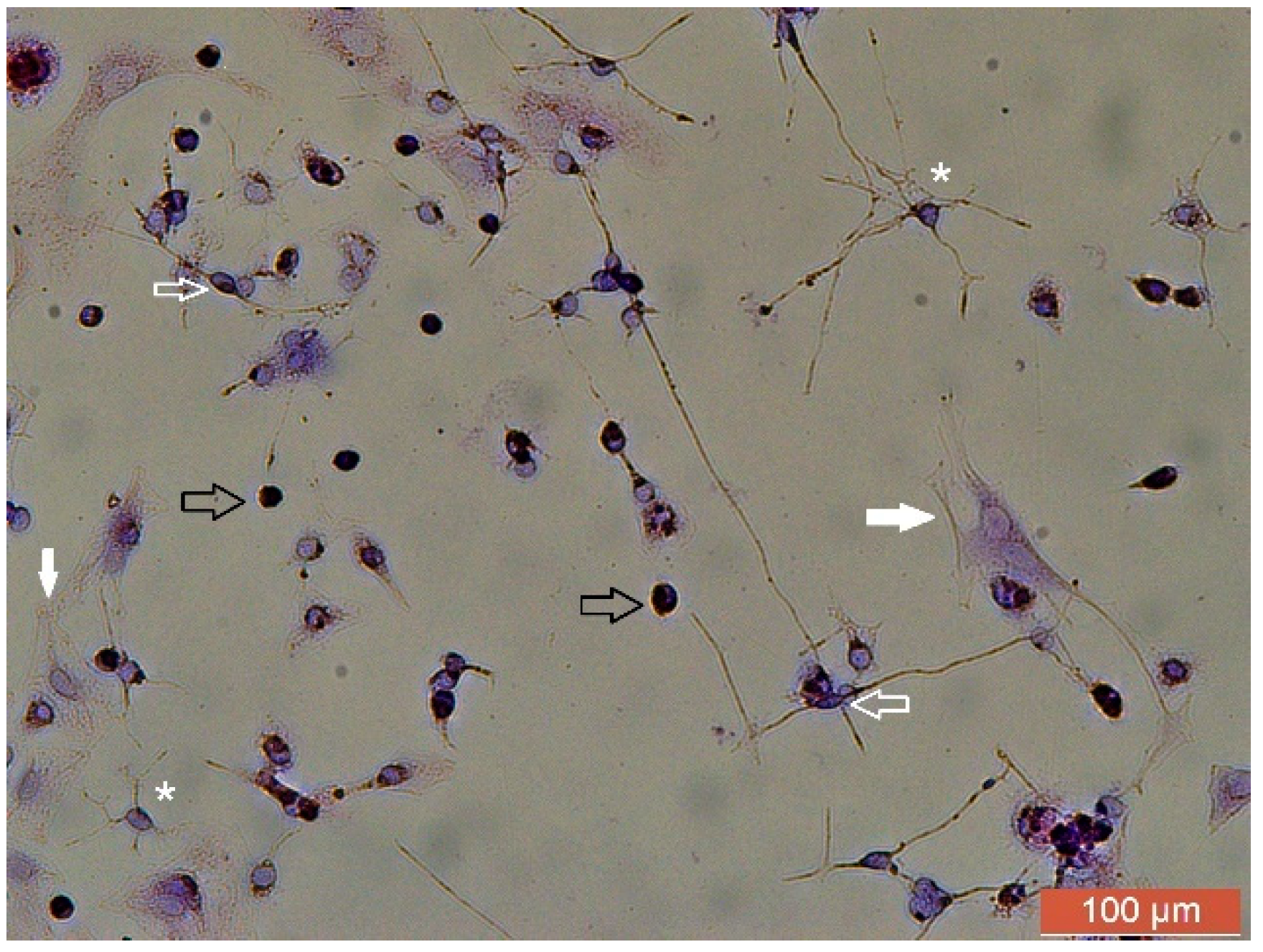 Neuroglia 06 00016 g005