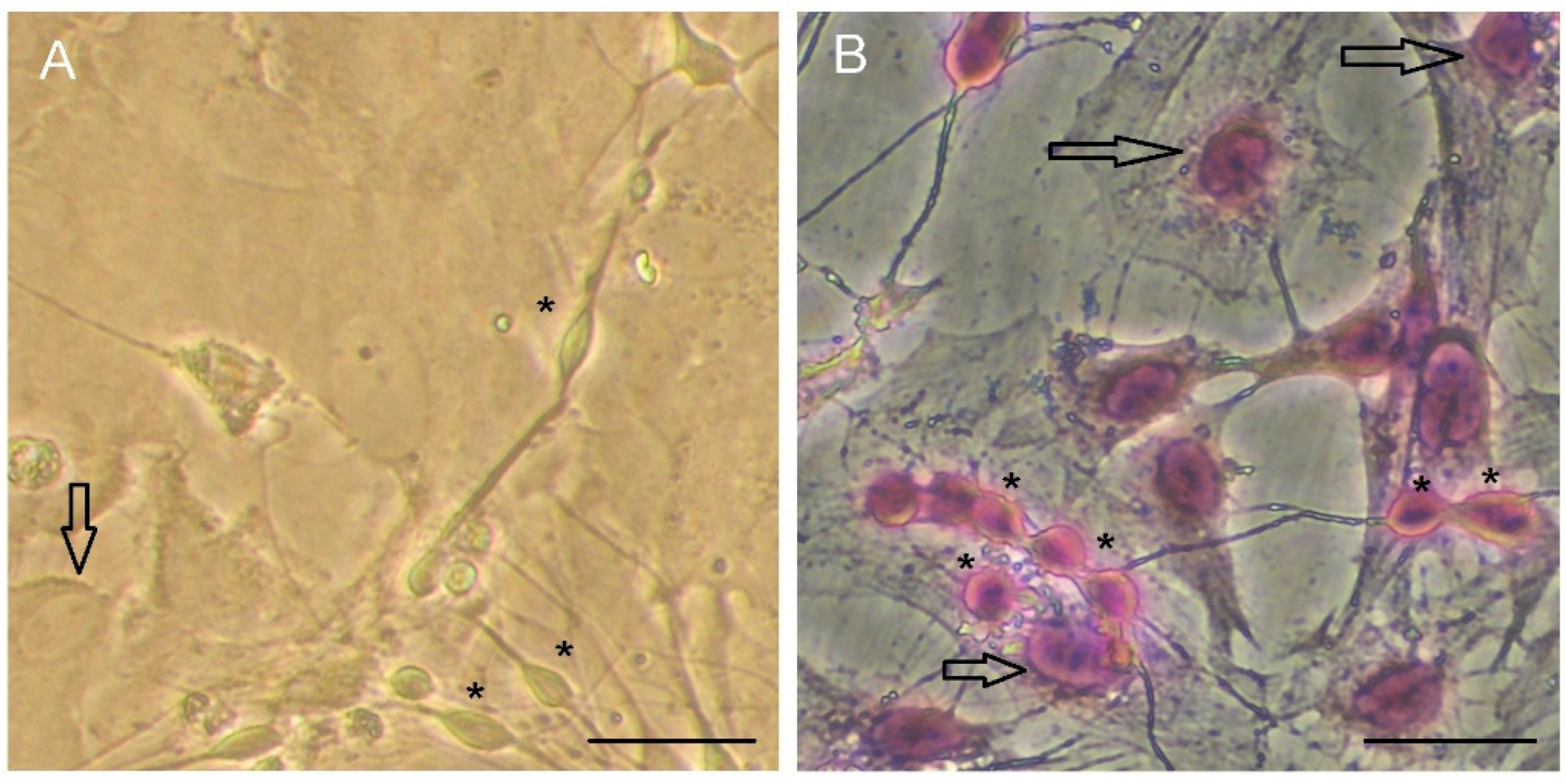 Neuroglia 06 00016 g007