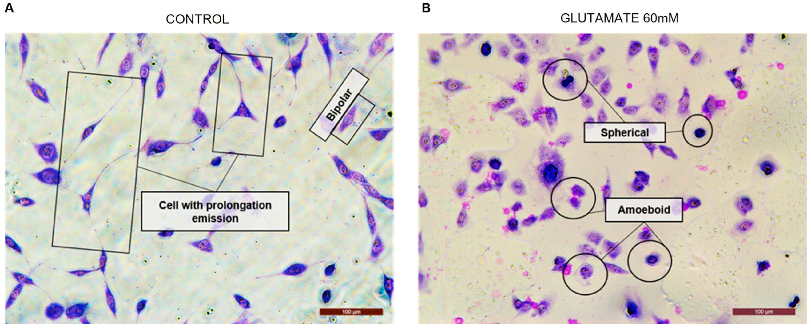 Neuroglia 06 00016 g008