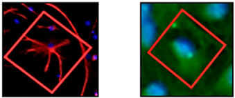 Neuroglia 06 00016 i007