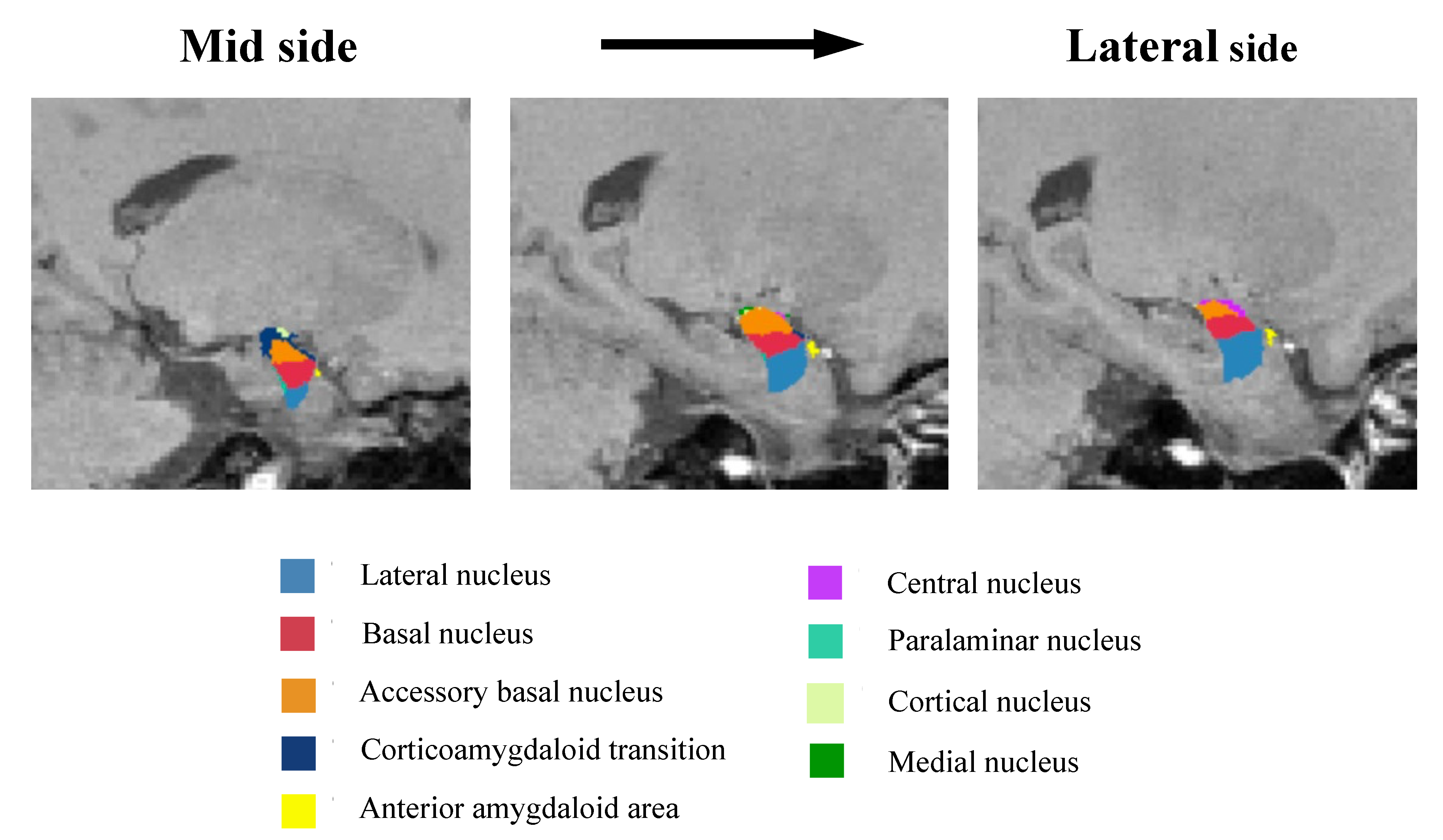 Neurolint 14 00031 g001 Neurolint 14 00031 g001