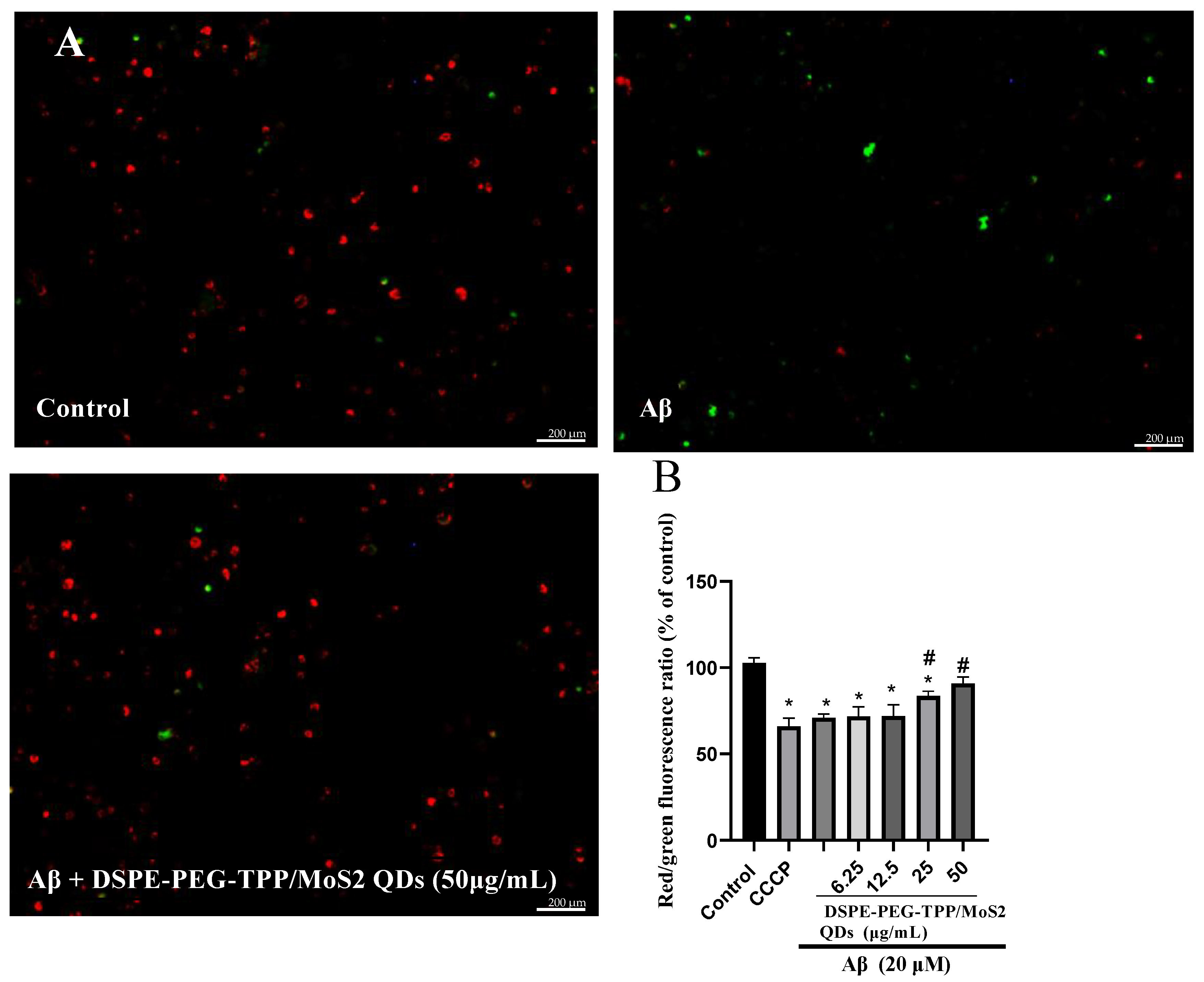 Neurolint 15 00061 g005 Neurolint 15 00061 g005