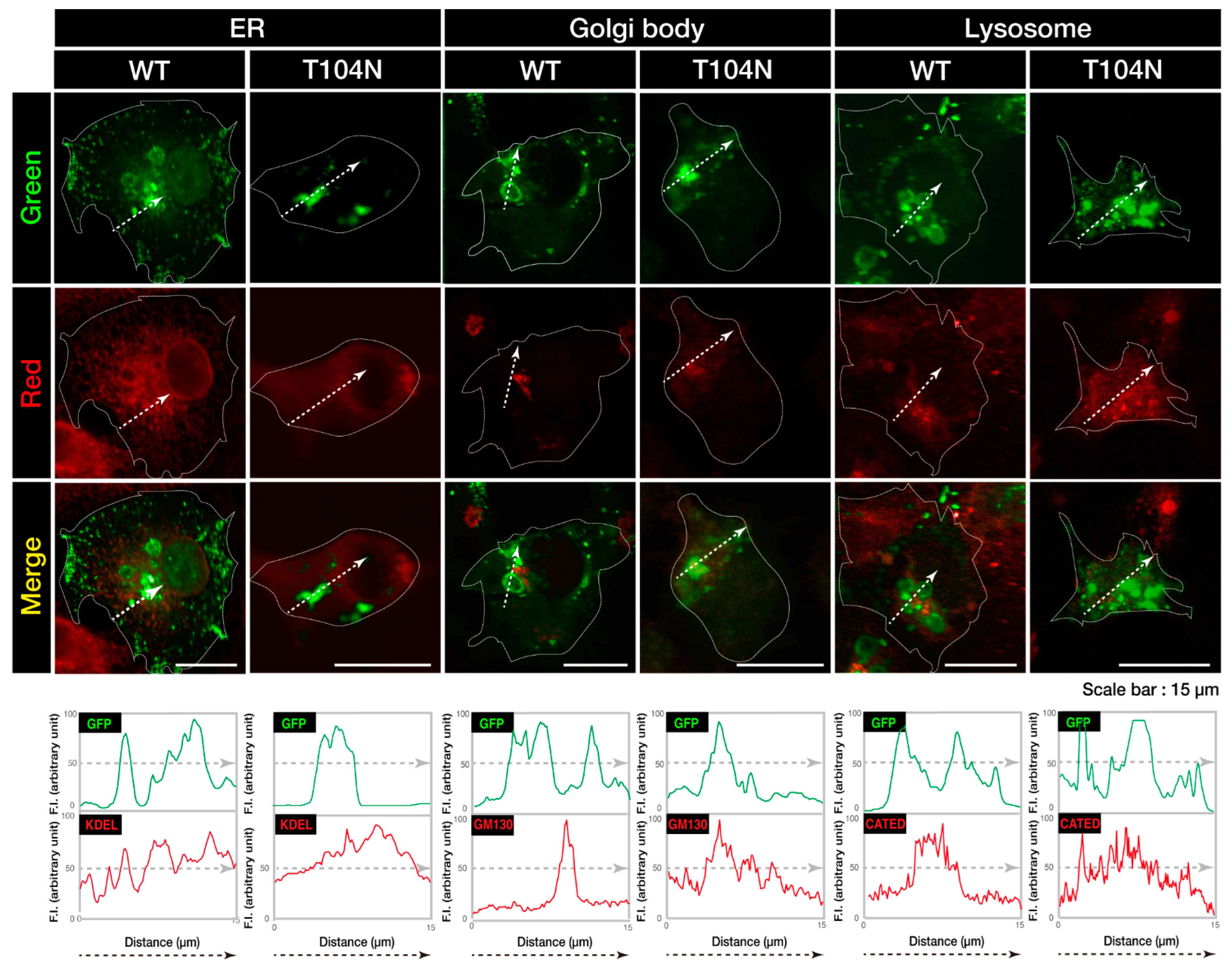 Early activation of cellular stress and death pathways caused by  cytoplasmic TDP-43 in the rNLS8 mouse model of ALS and FTD