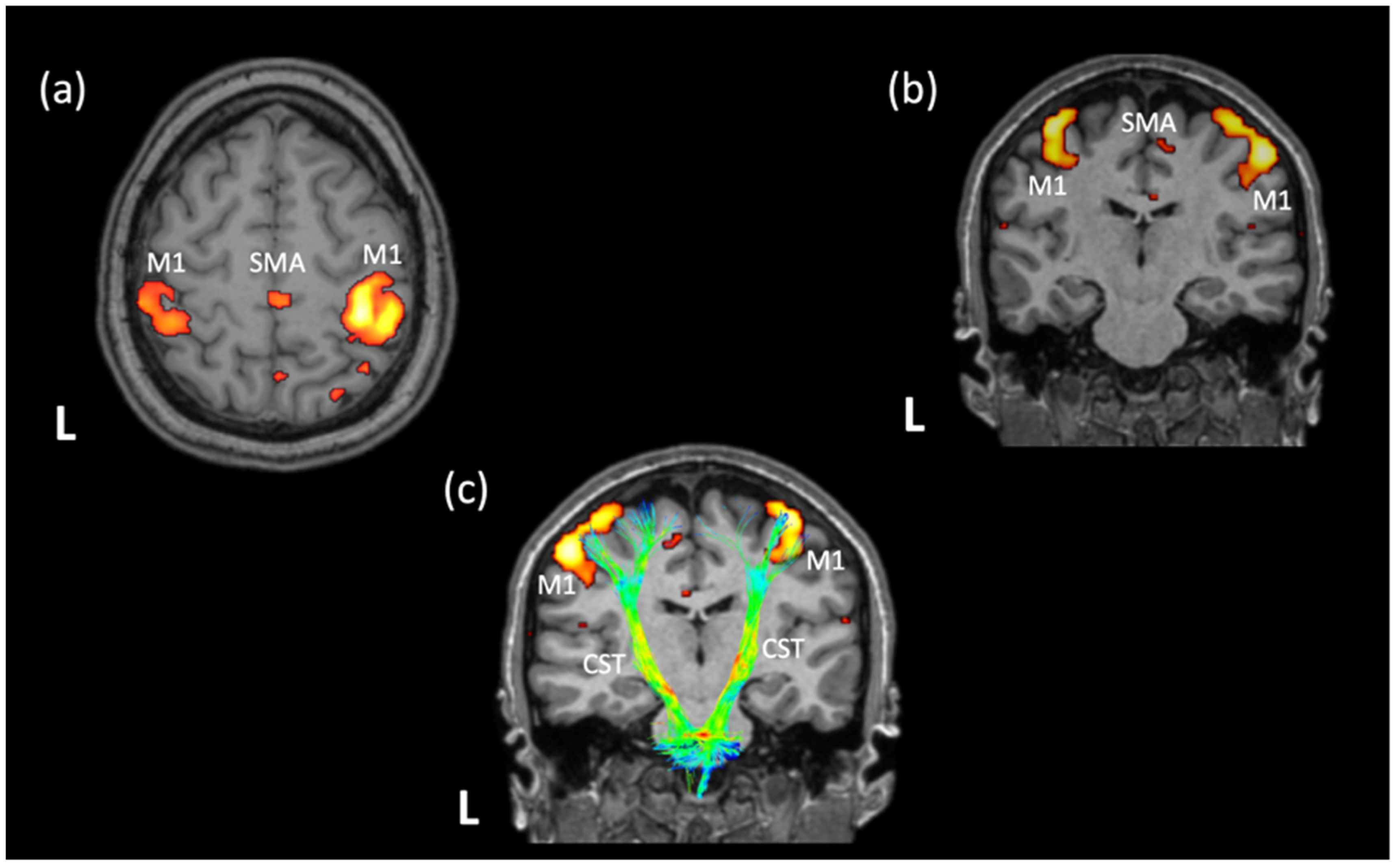 Neurolint 16 00012 g001