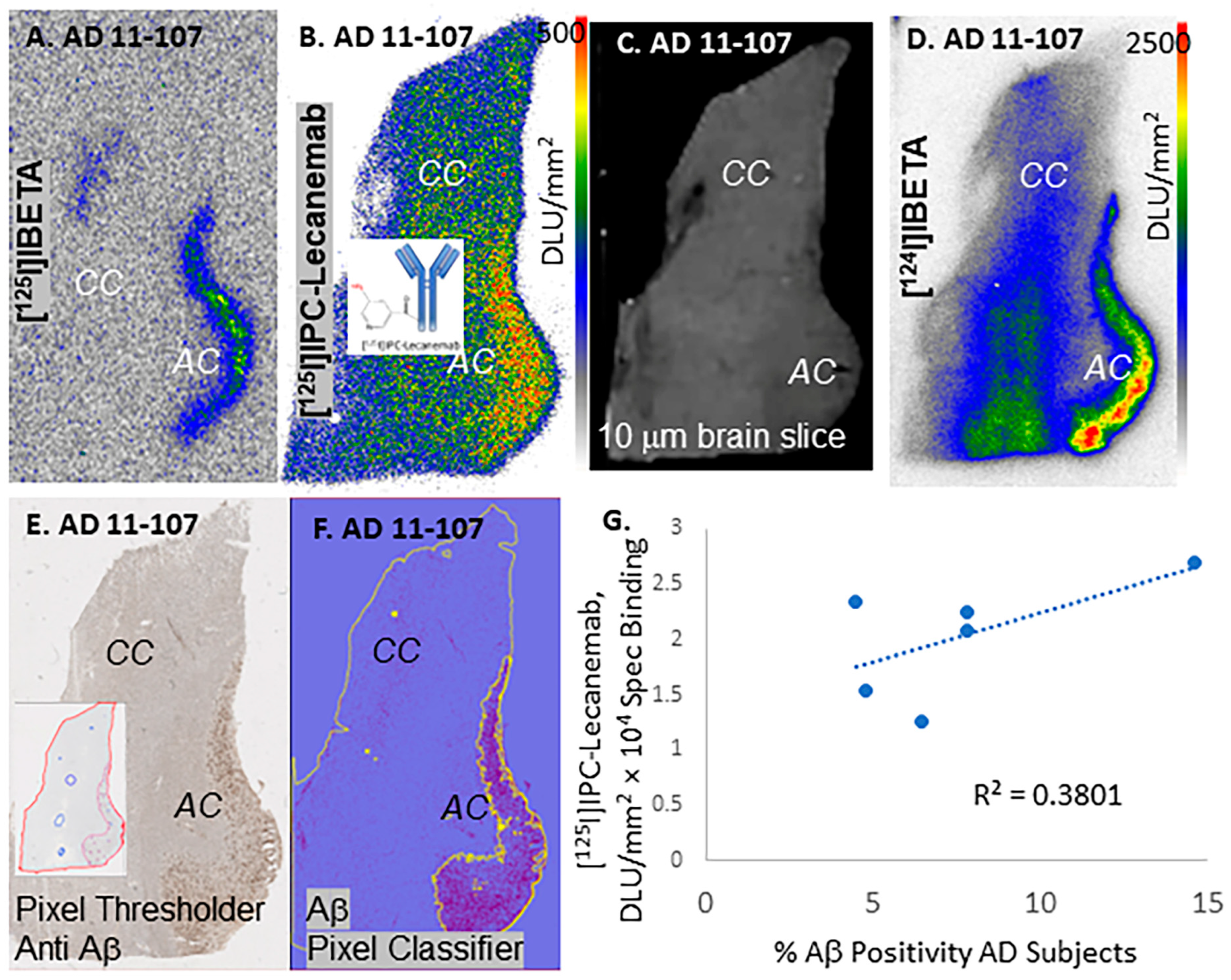 Neurolint 16 00031 g004