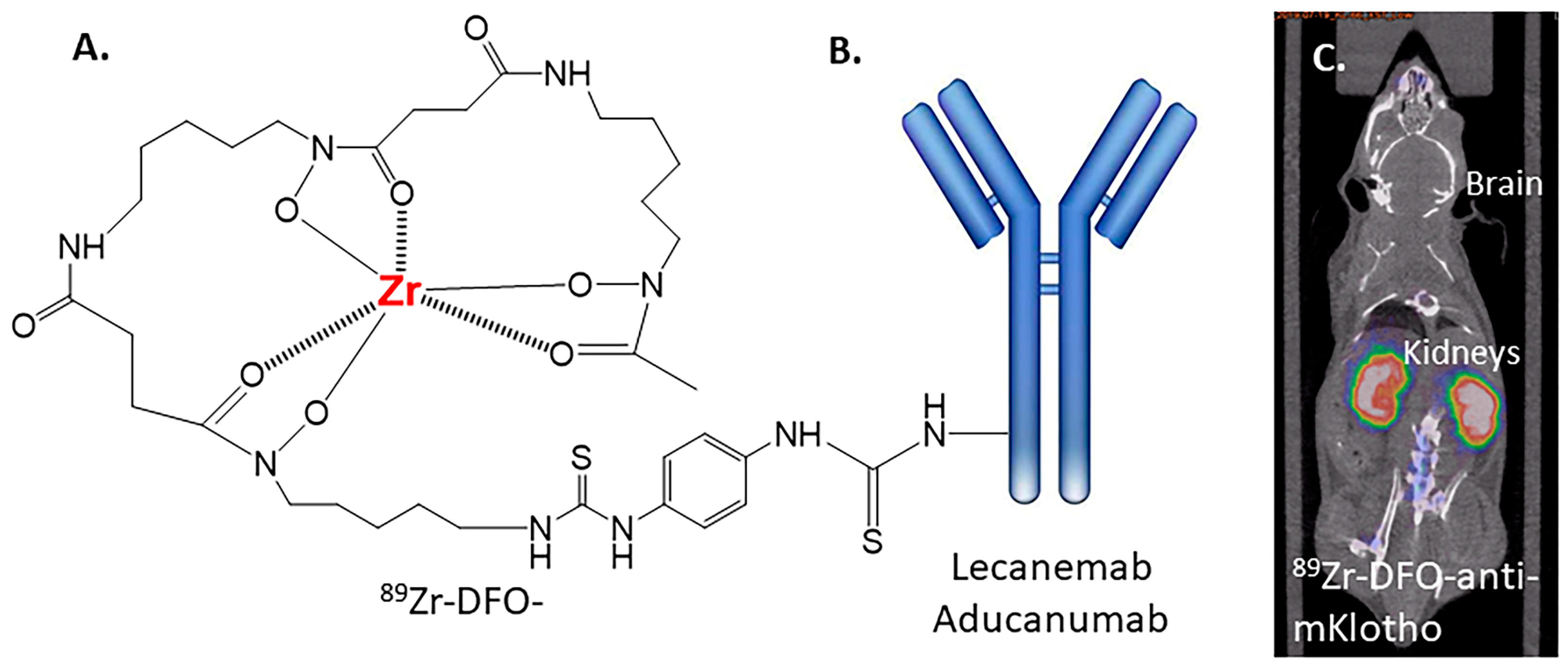 Neurolint 16 00031 g006