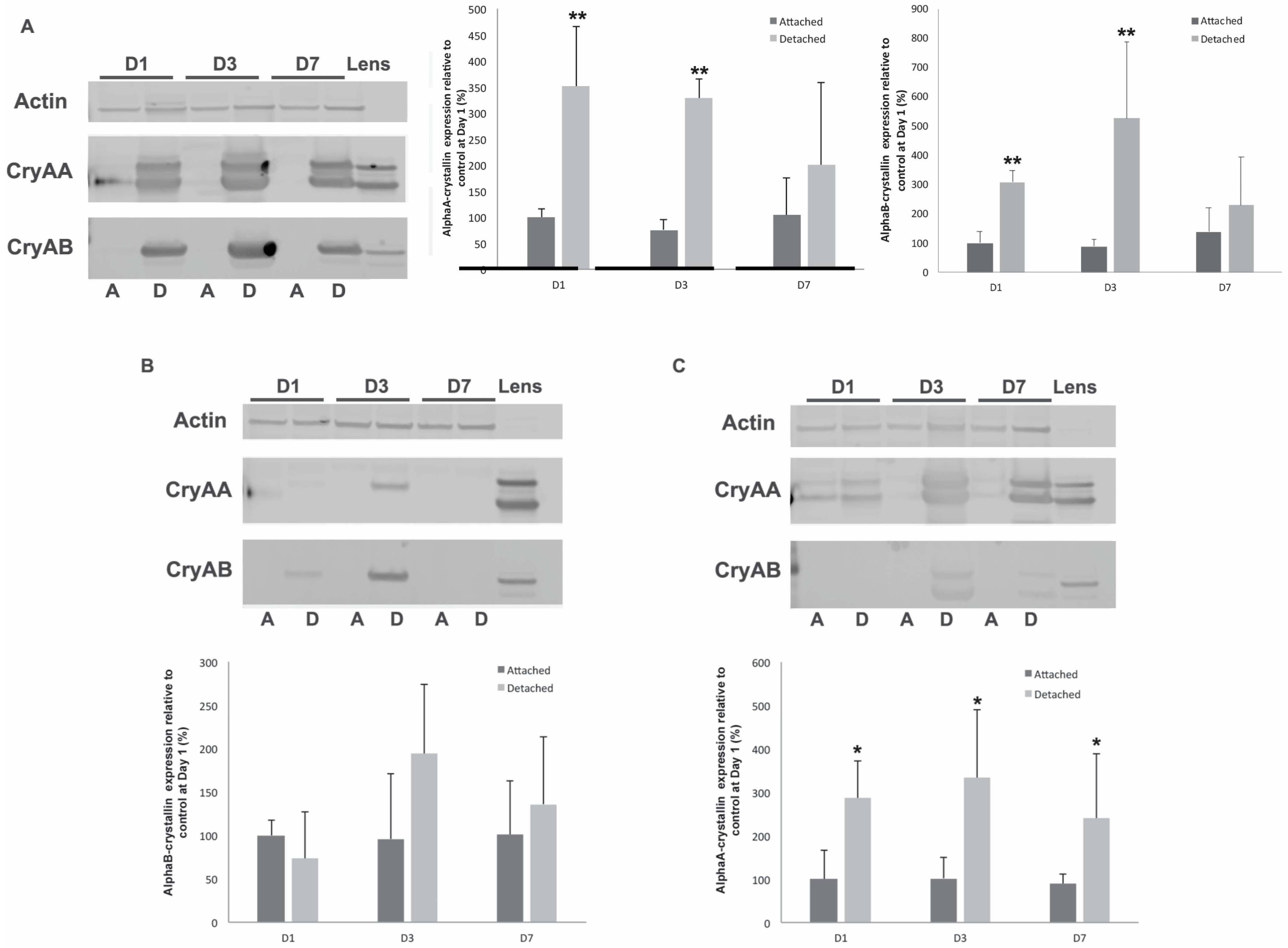 Neurolint 16 00068 g002