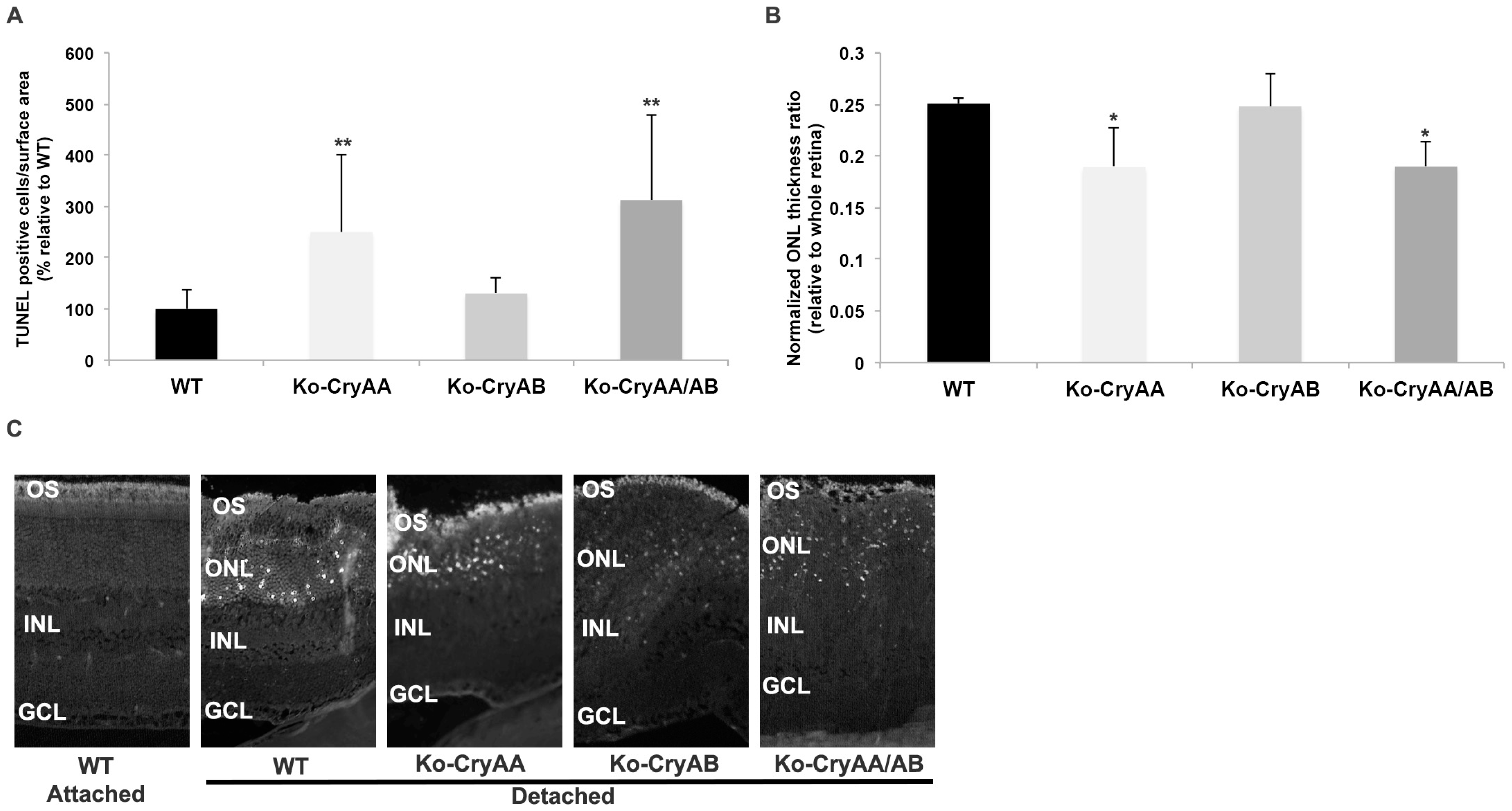 Neurolint 16 00068 g003