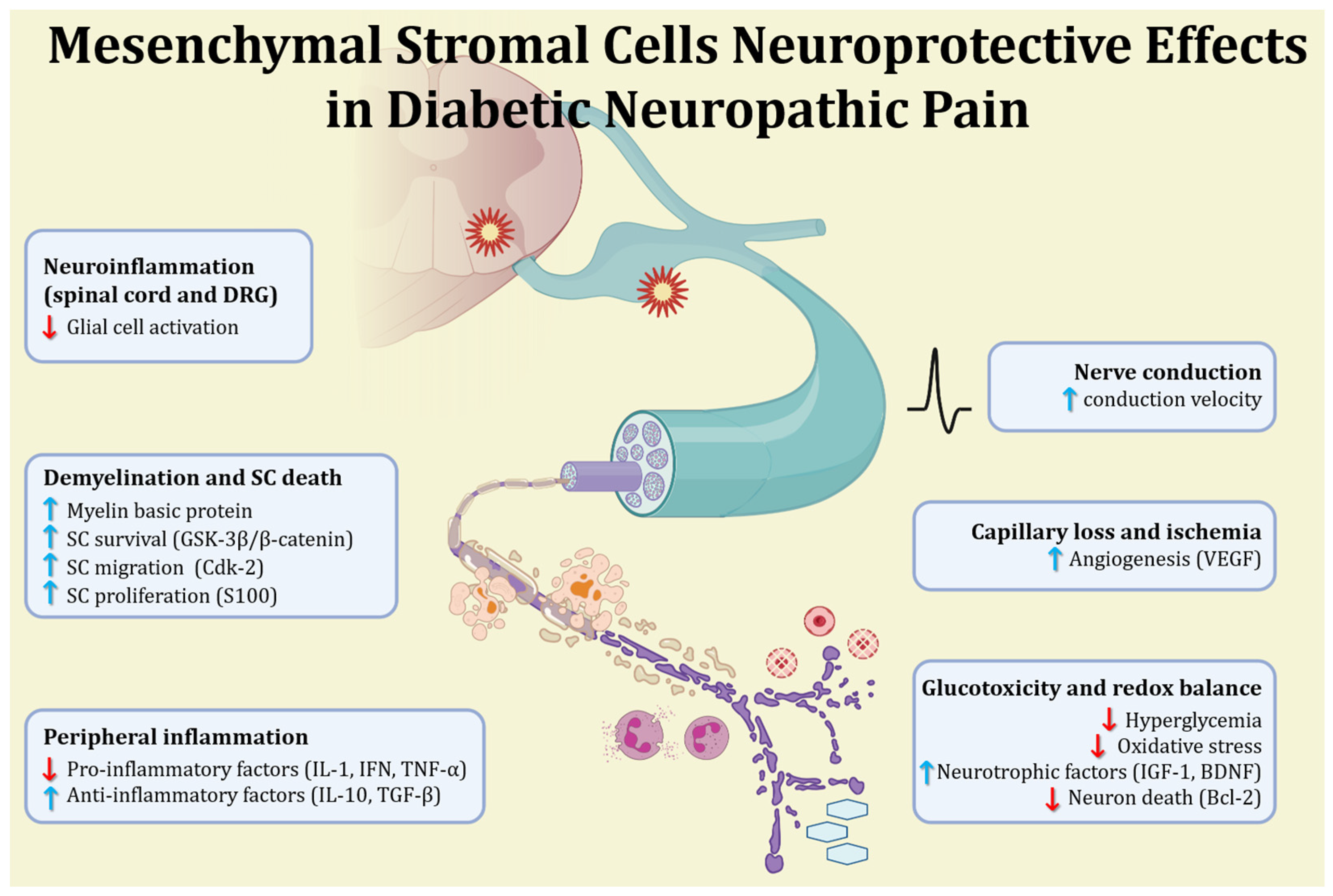 Neurolint 16 00070 g001