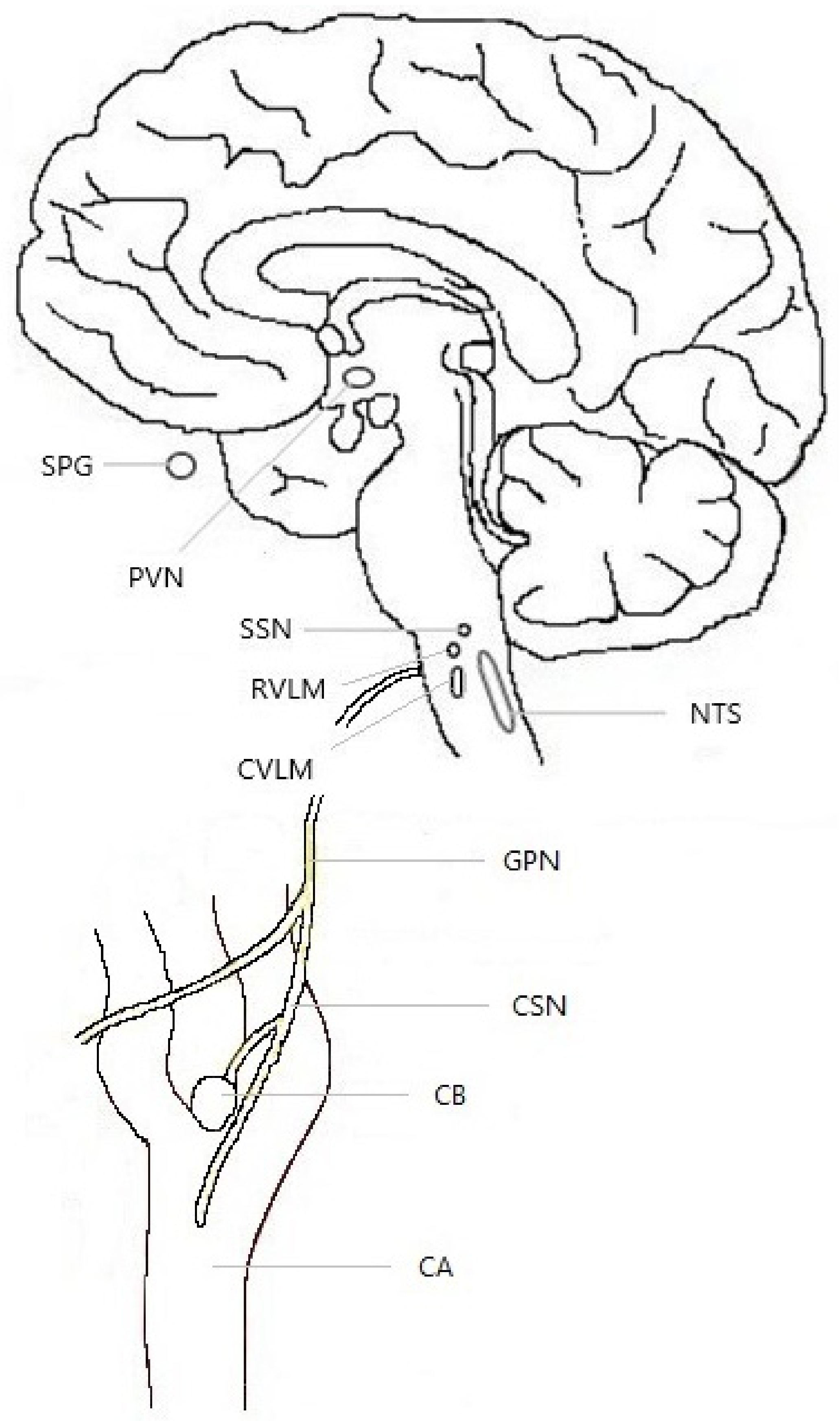 Neurolint 16 00123 g001