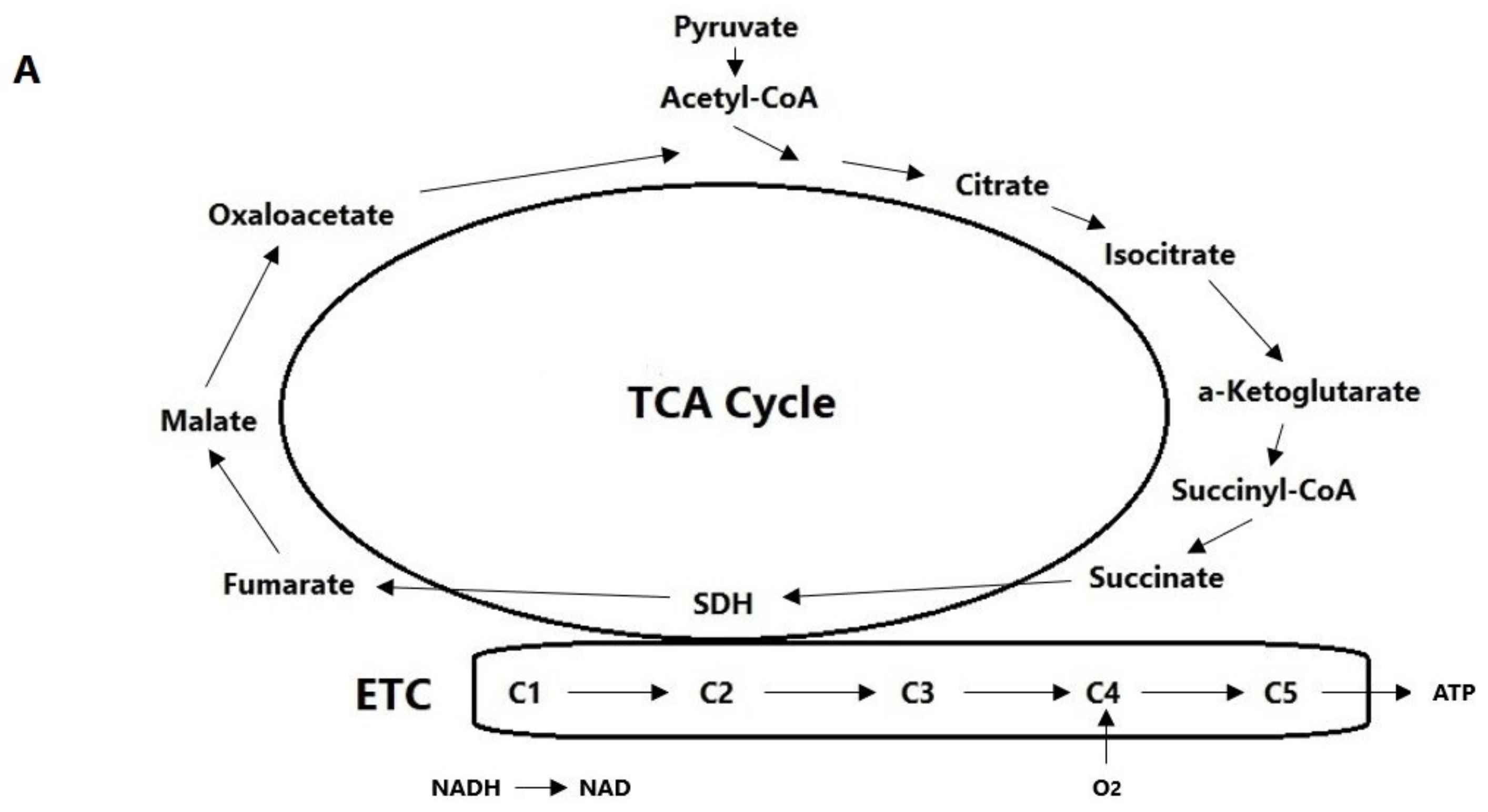 Neurolint 16 00123 g002a