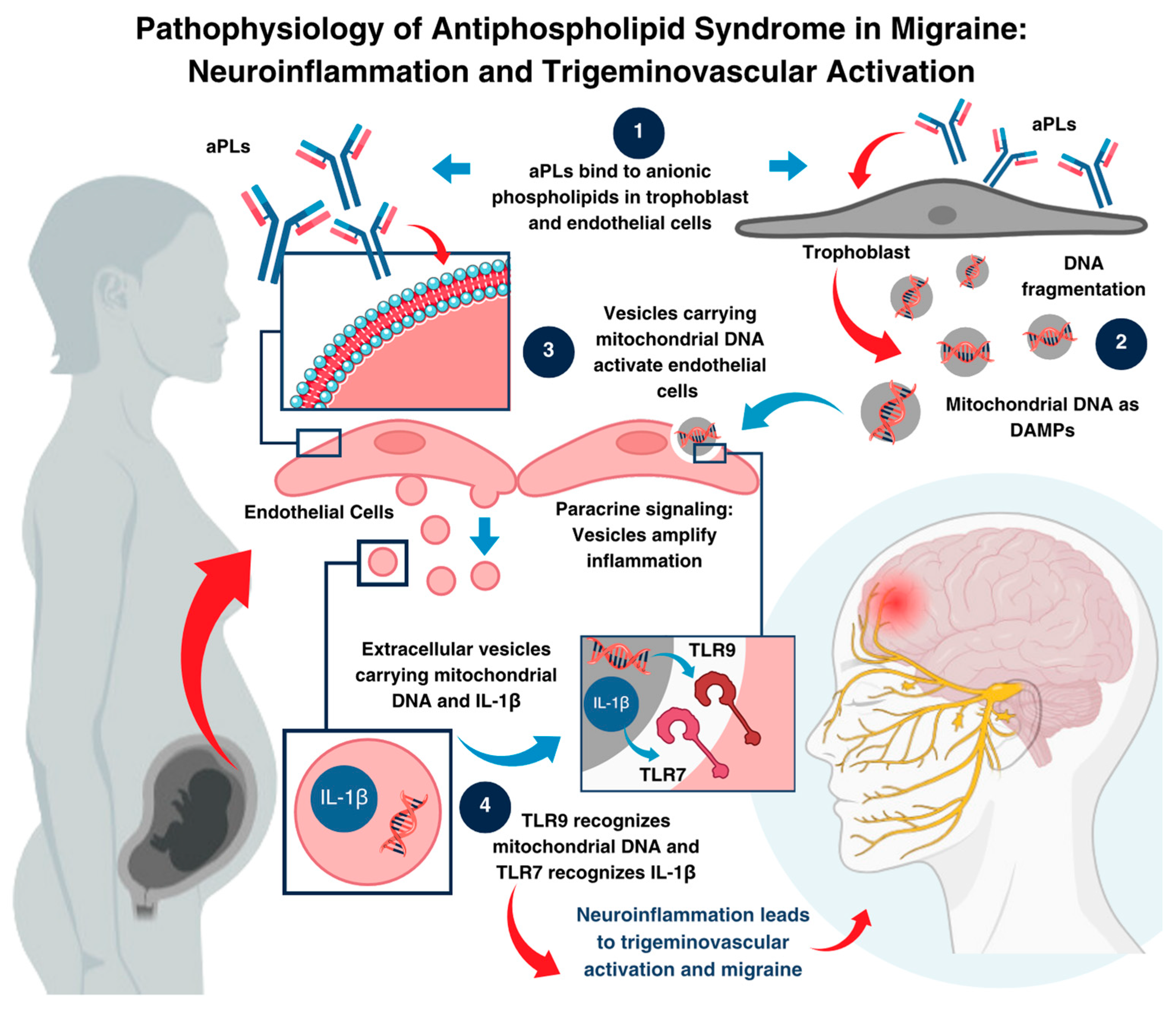 Neurolint 16 00128 g003