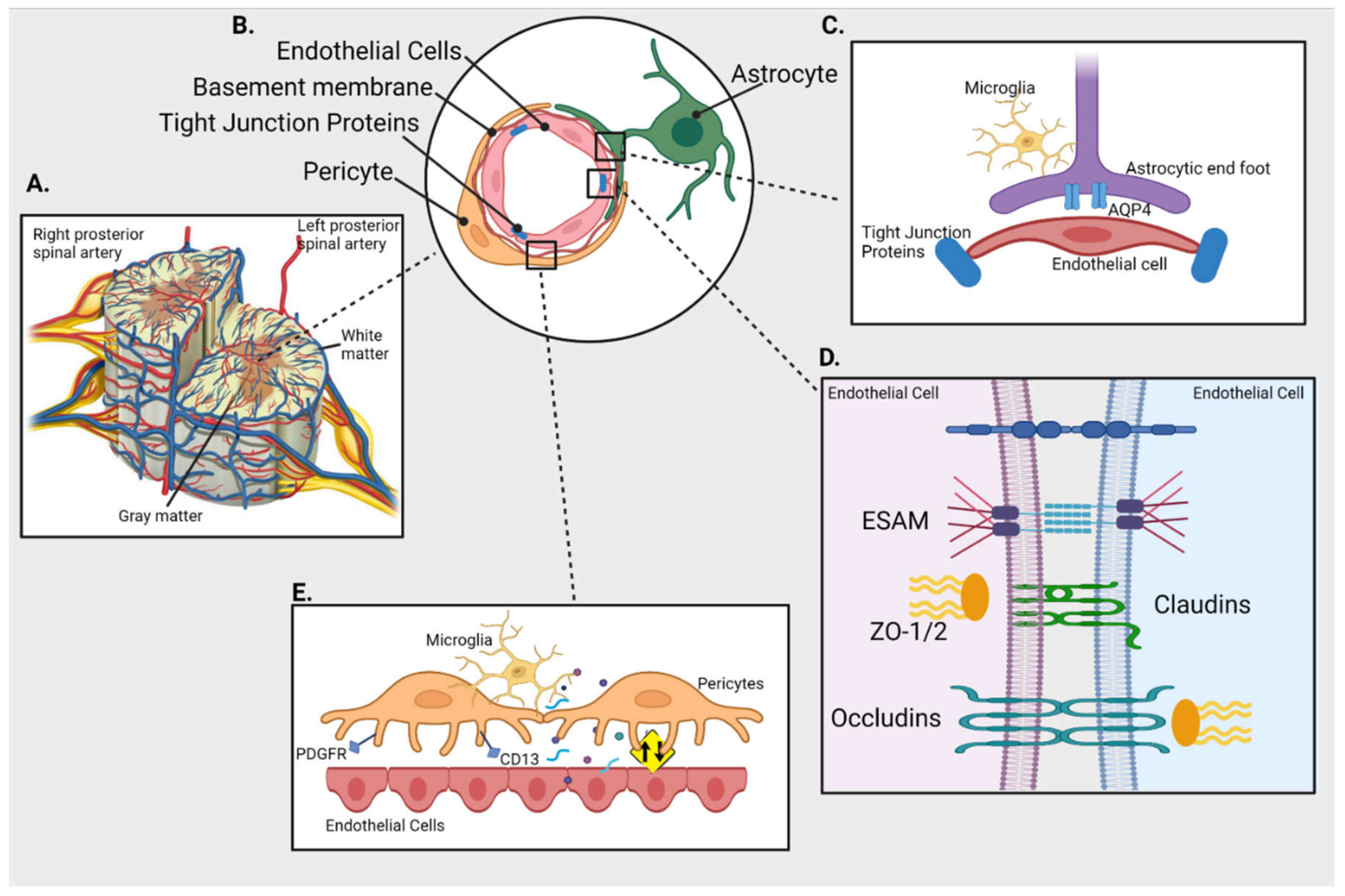 NeuroSci | Free Full-Text | Blood-Spinal Cord Barrier: Its Role in Spinal  Disorders and Emerging Therapeutic Strategies