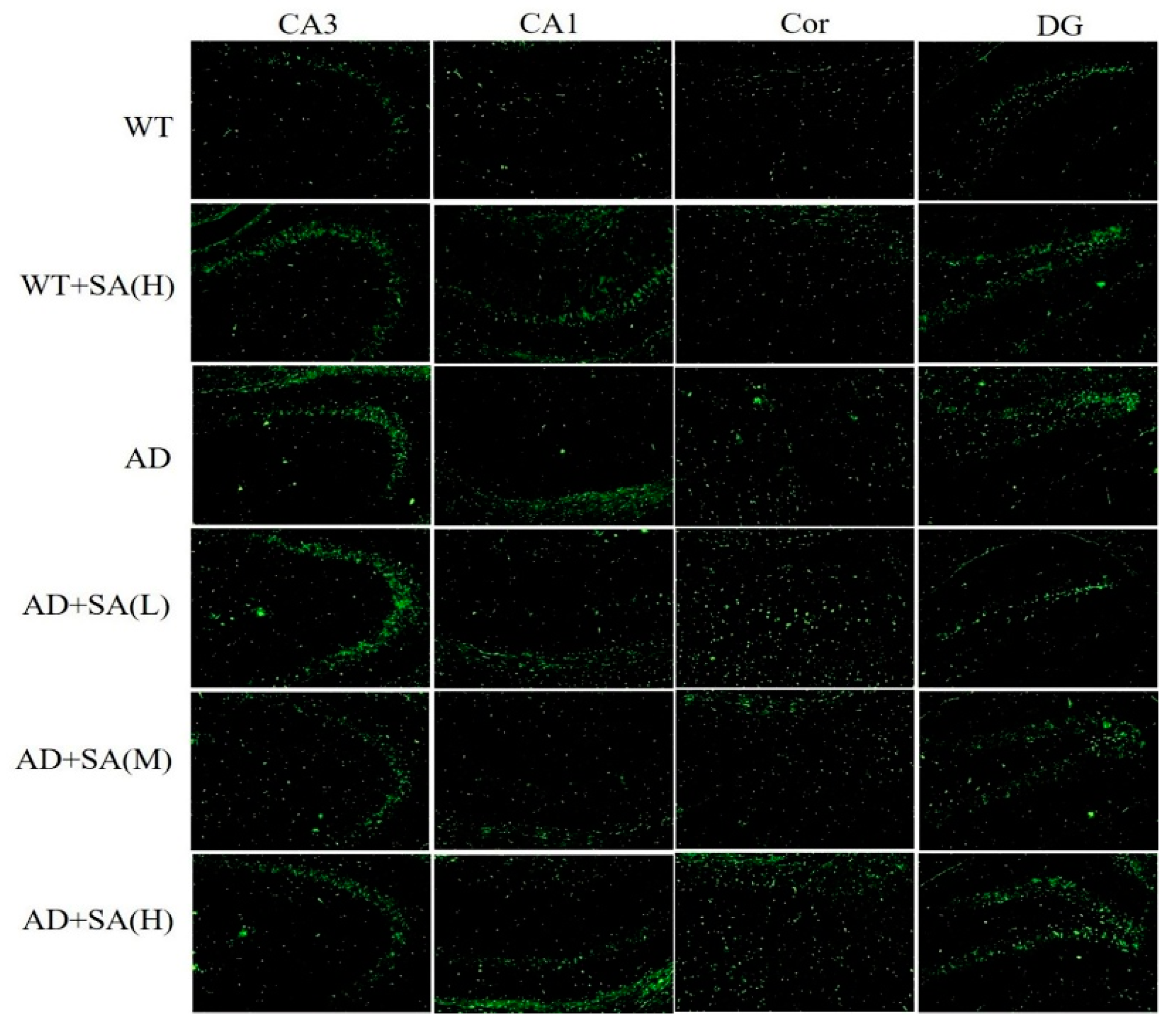 Neurosci 03 00002 g003
