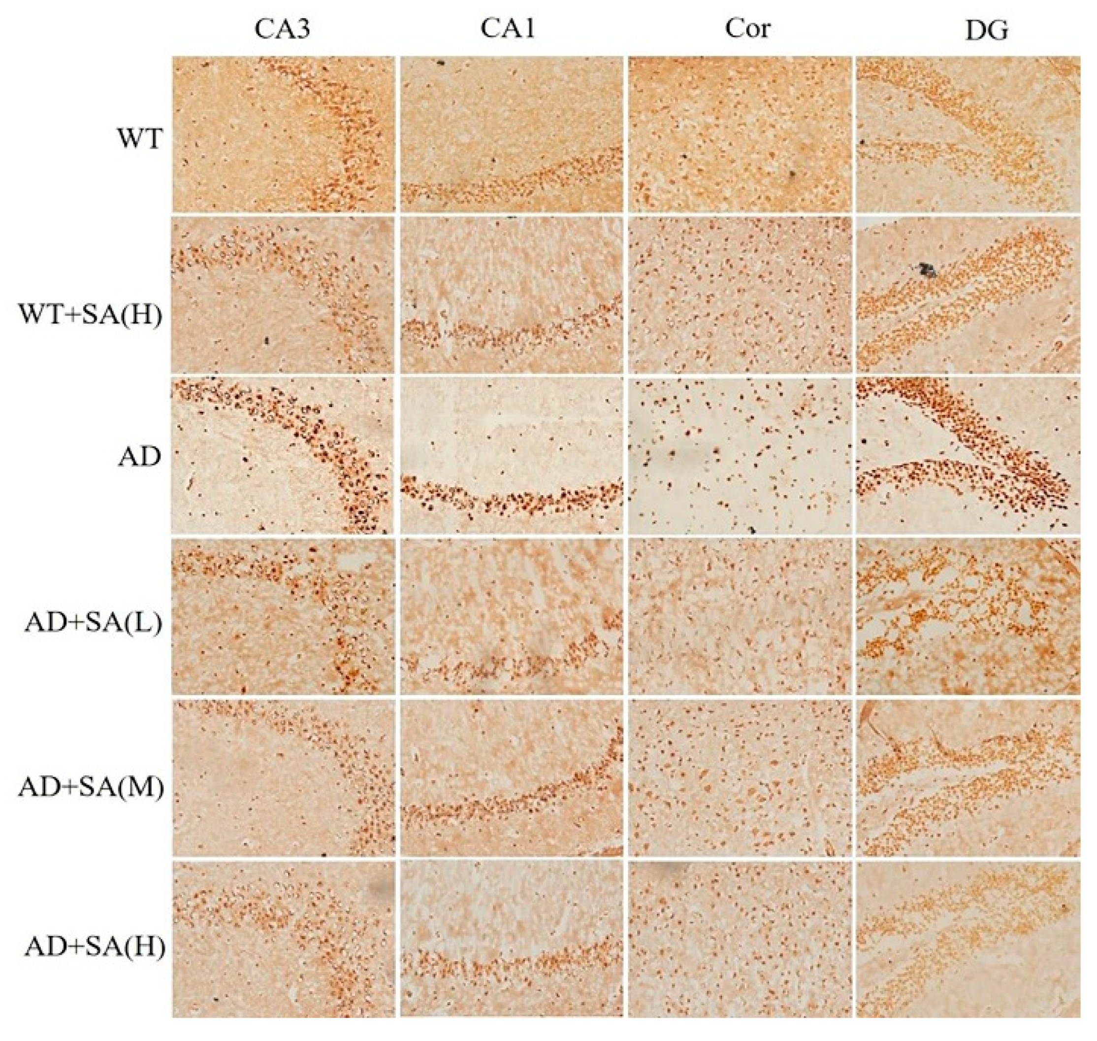 Neurosci 03 00002 g004