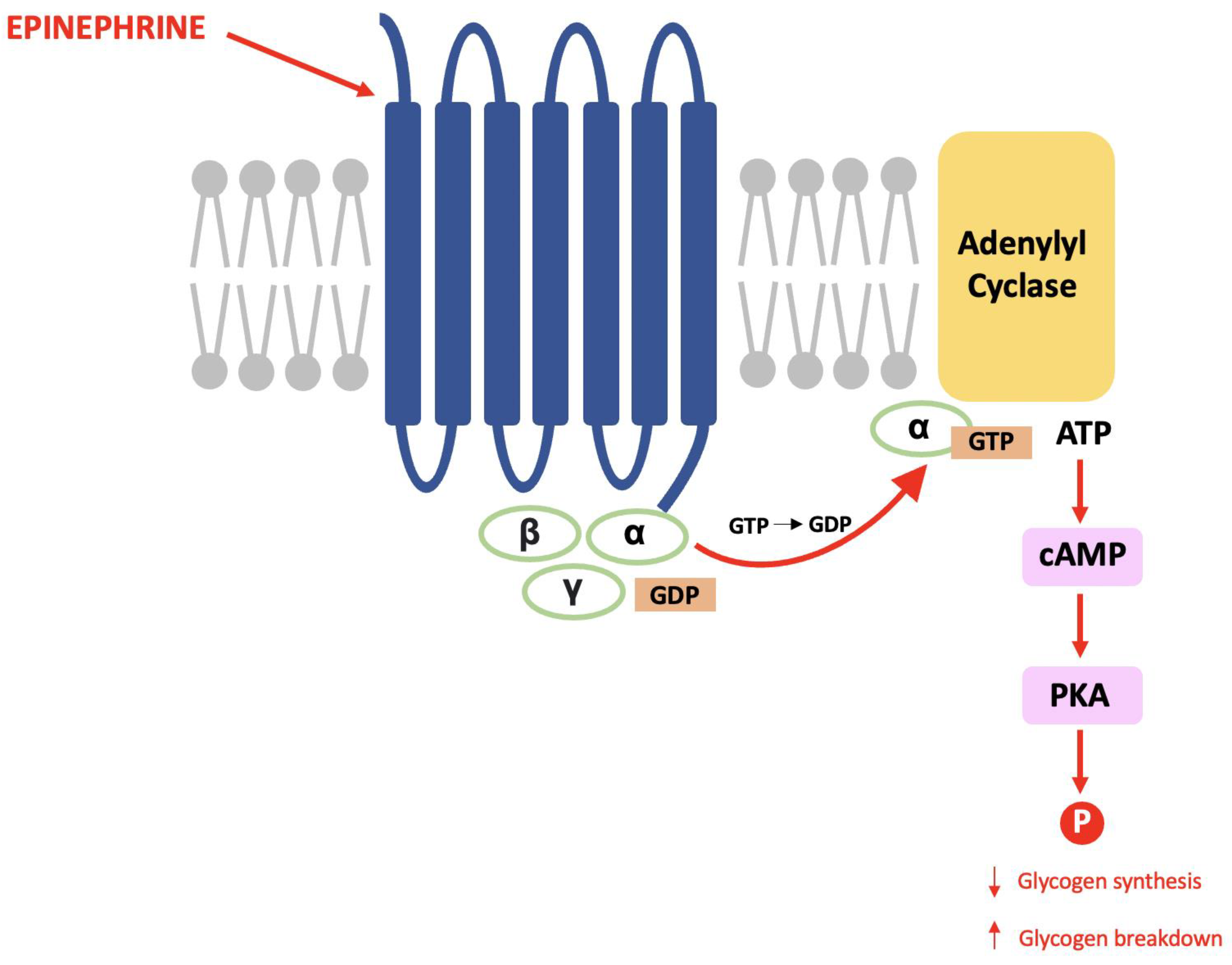 epinephrine pathway