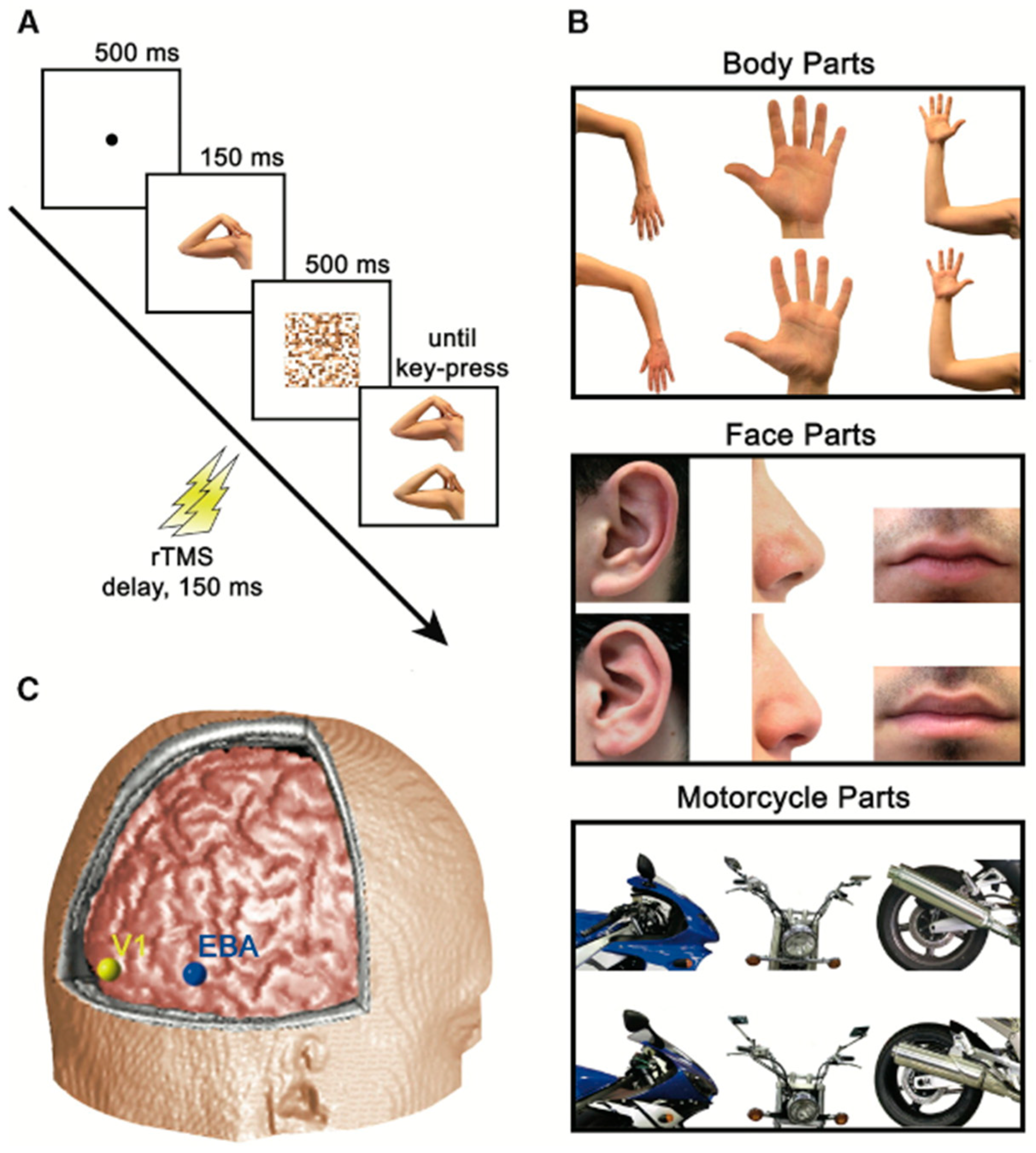 Neurosci 03 00037 g008