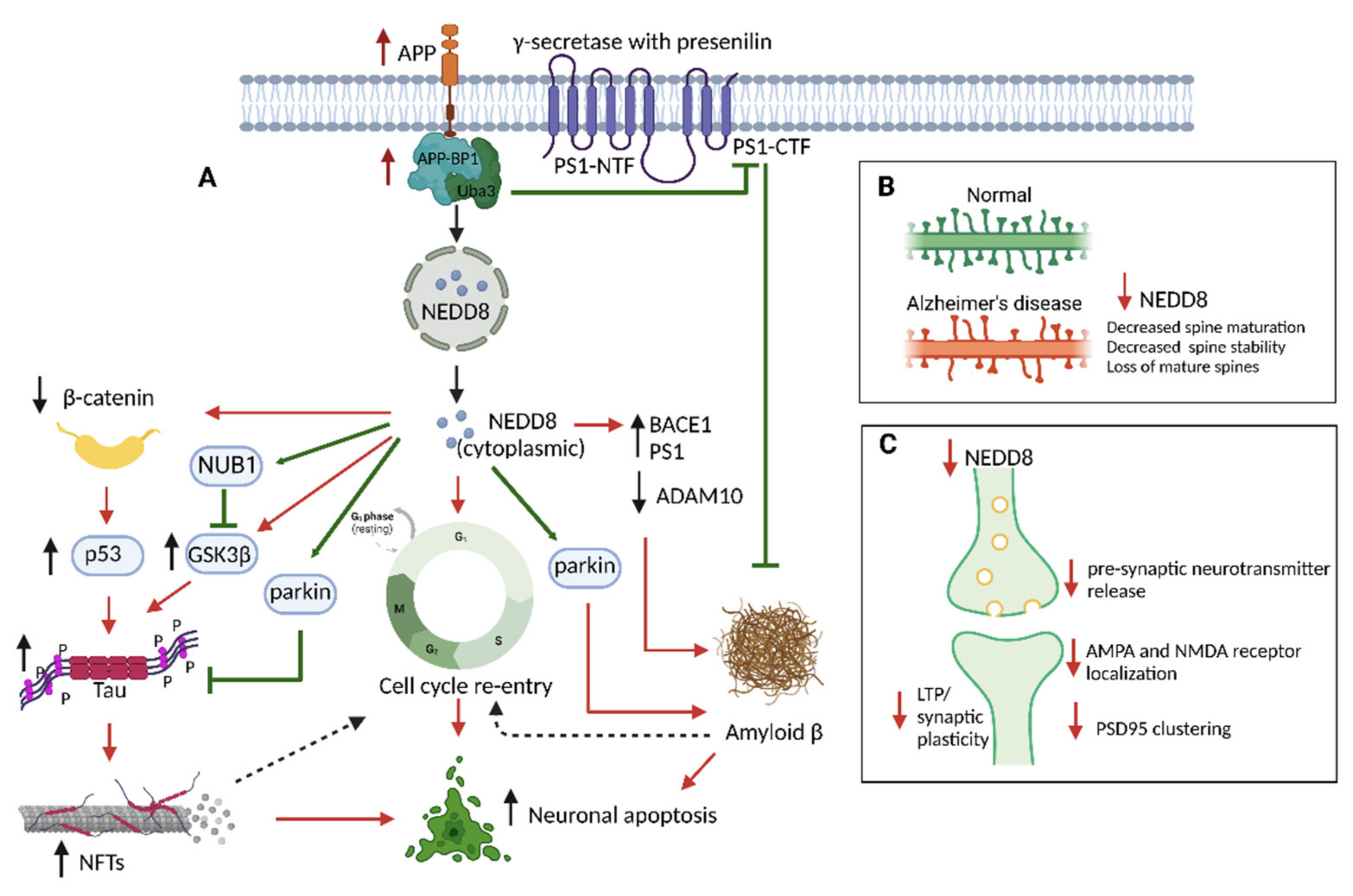 Neurosci 03 00038 g002 Neurosci 03 00038 g002