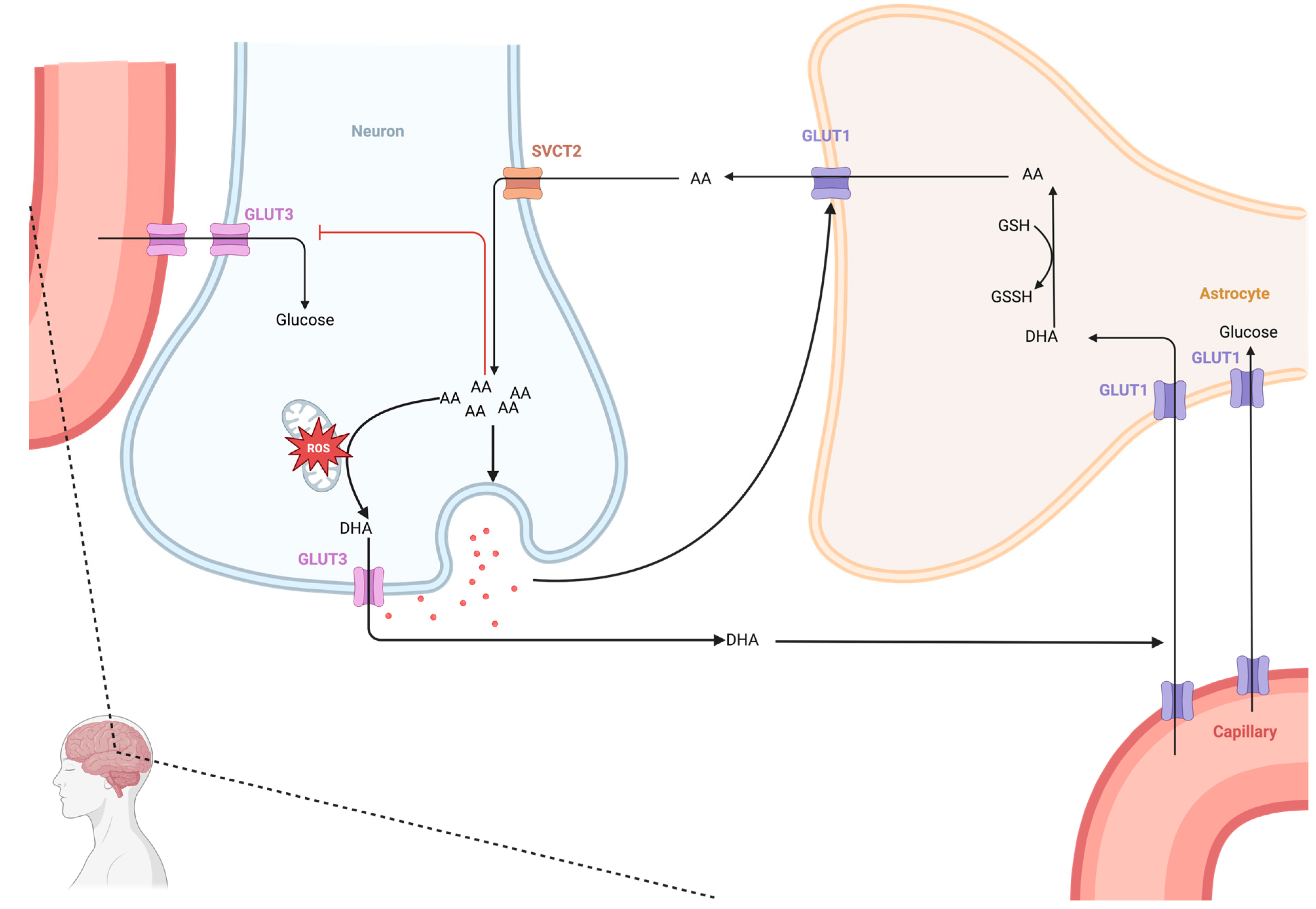 Neurosci 05 00034 g003 Neurosci 05 00034 g003