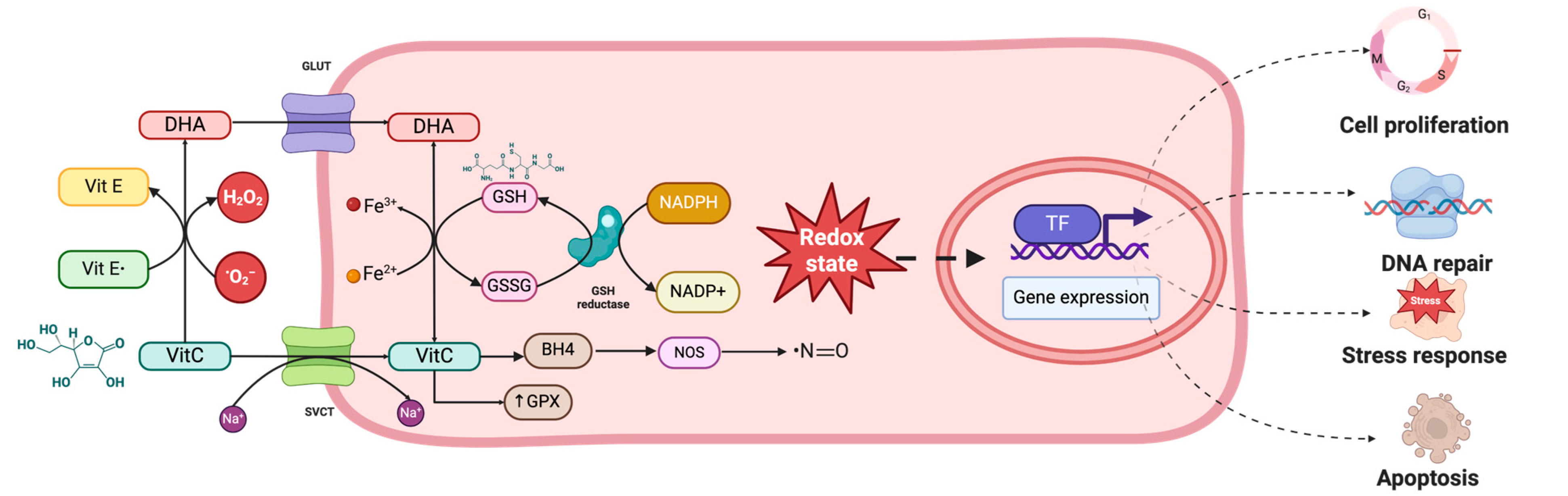 Neurosci 05 00034 g004 Neurosci 05 00034 g004