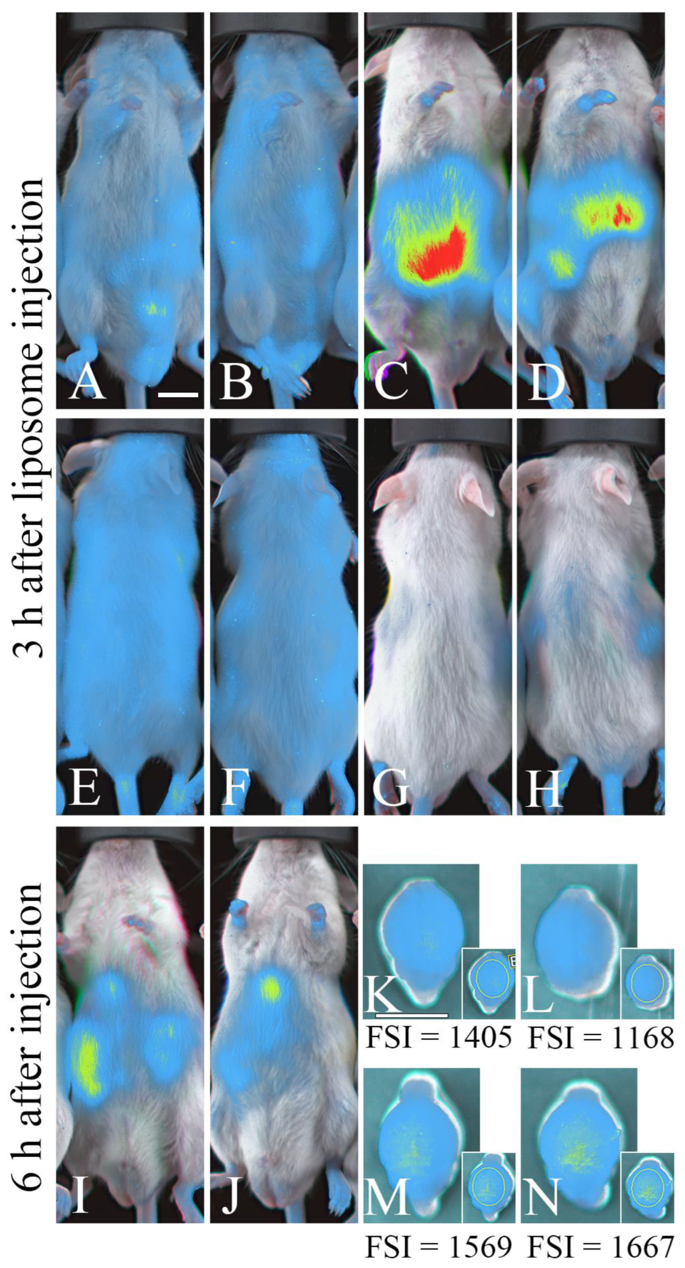 Neurosci 05 00037 g002 Neurosci 05 00037 g002