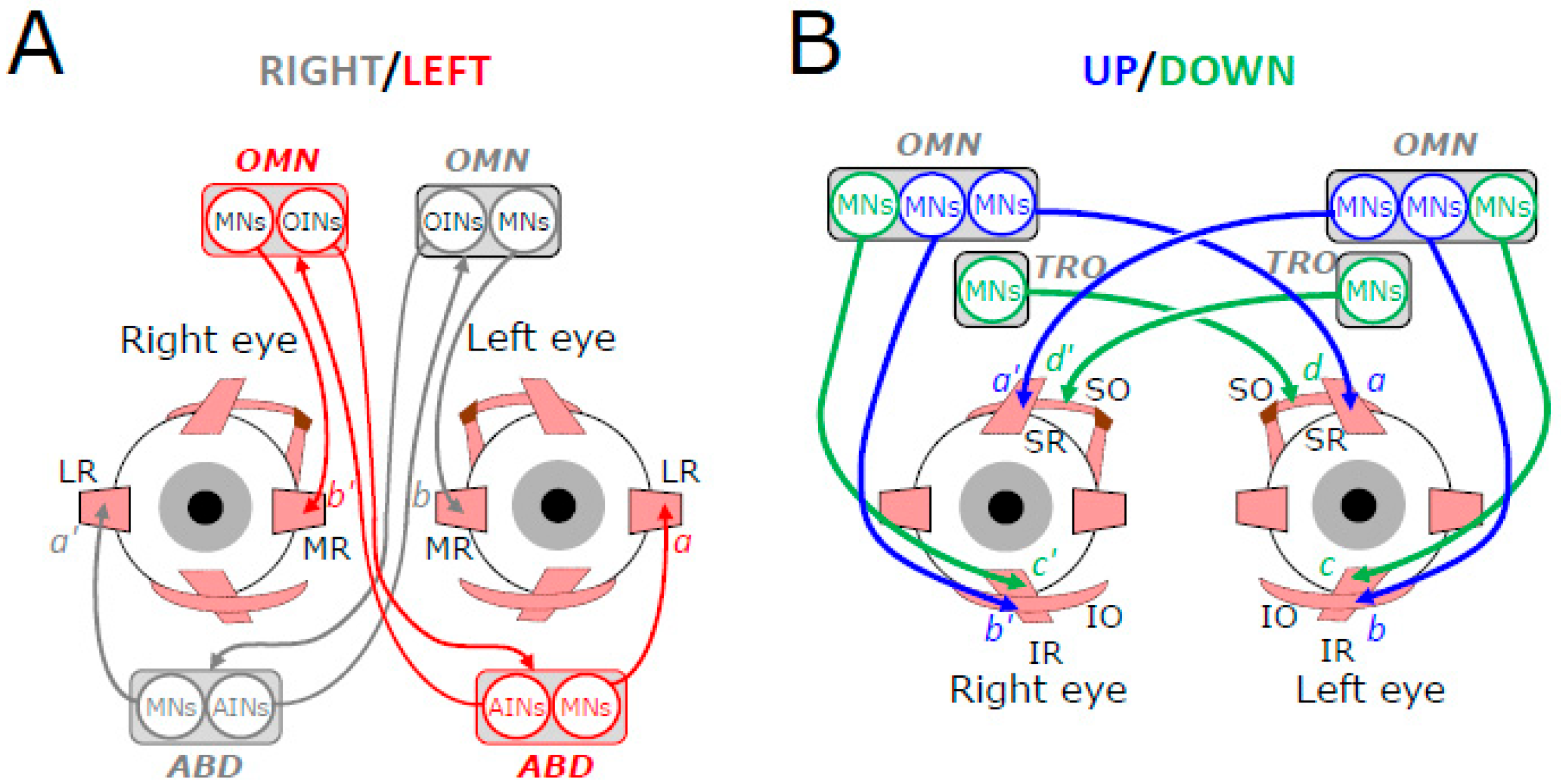 Neurosci 06 00085 g002 Neurosci 06 00085 g002