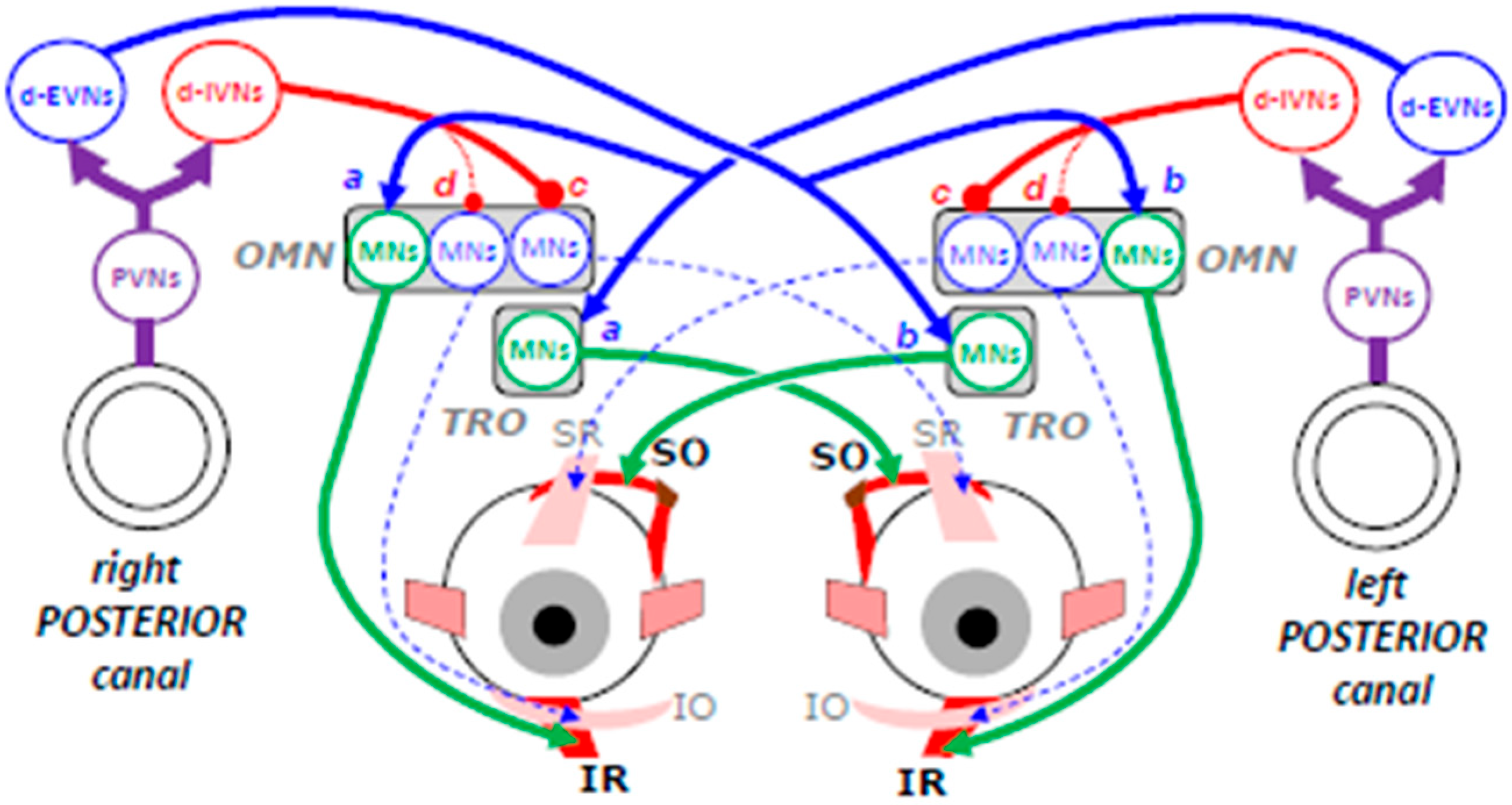 Neurosci 06 00085 g005 Neurosci 06 00085 g005