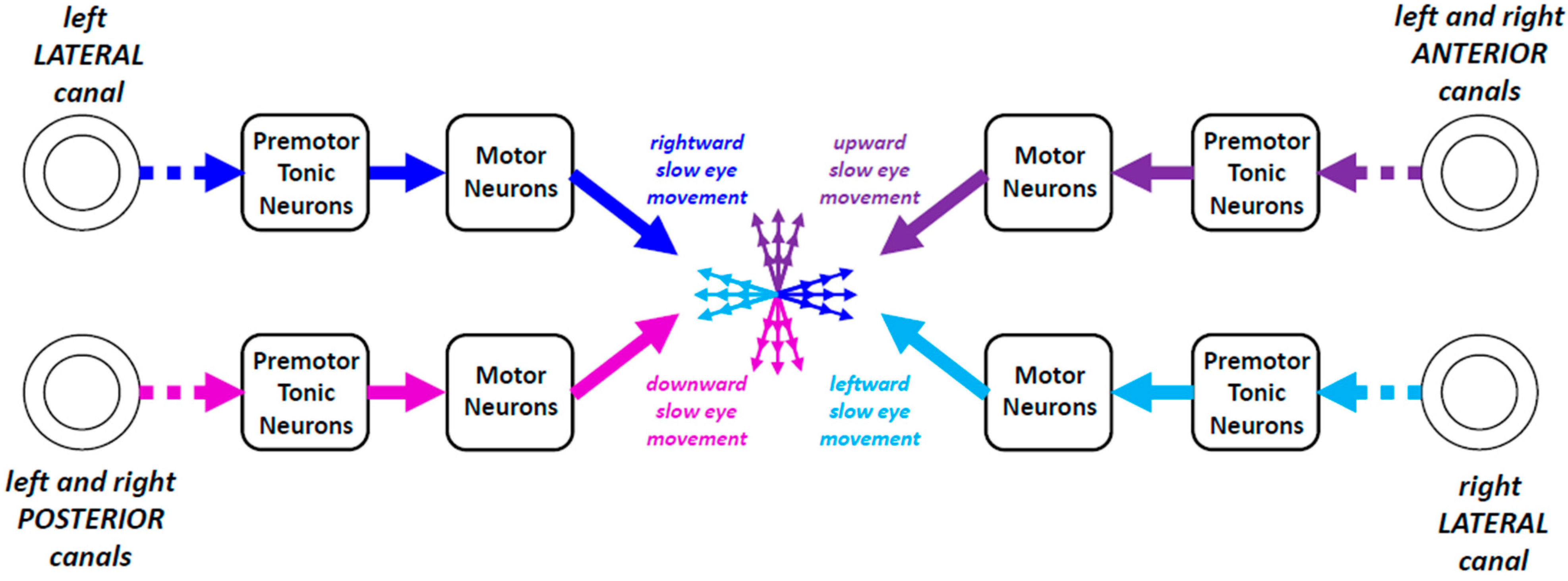 Neurosci 06 00085 g006 Neurosci 06 00085 g006