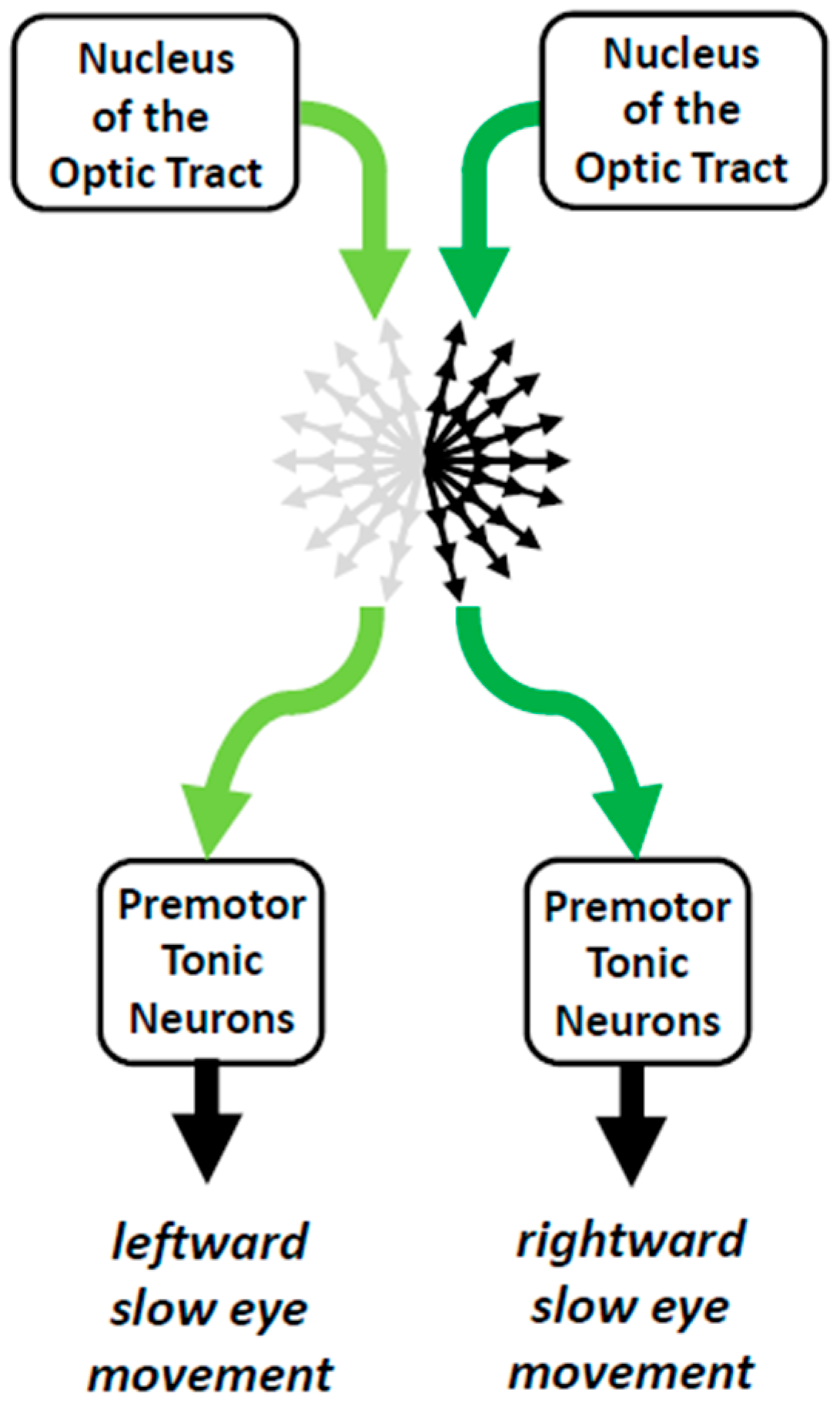 Neurosci 06 00085 g007 Neurosci 06 00085 g007