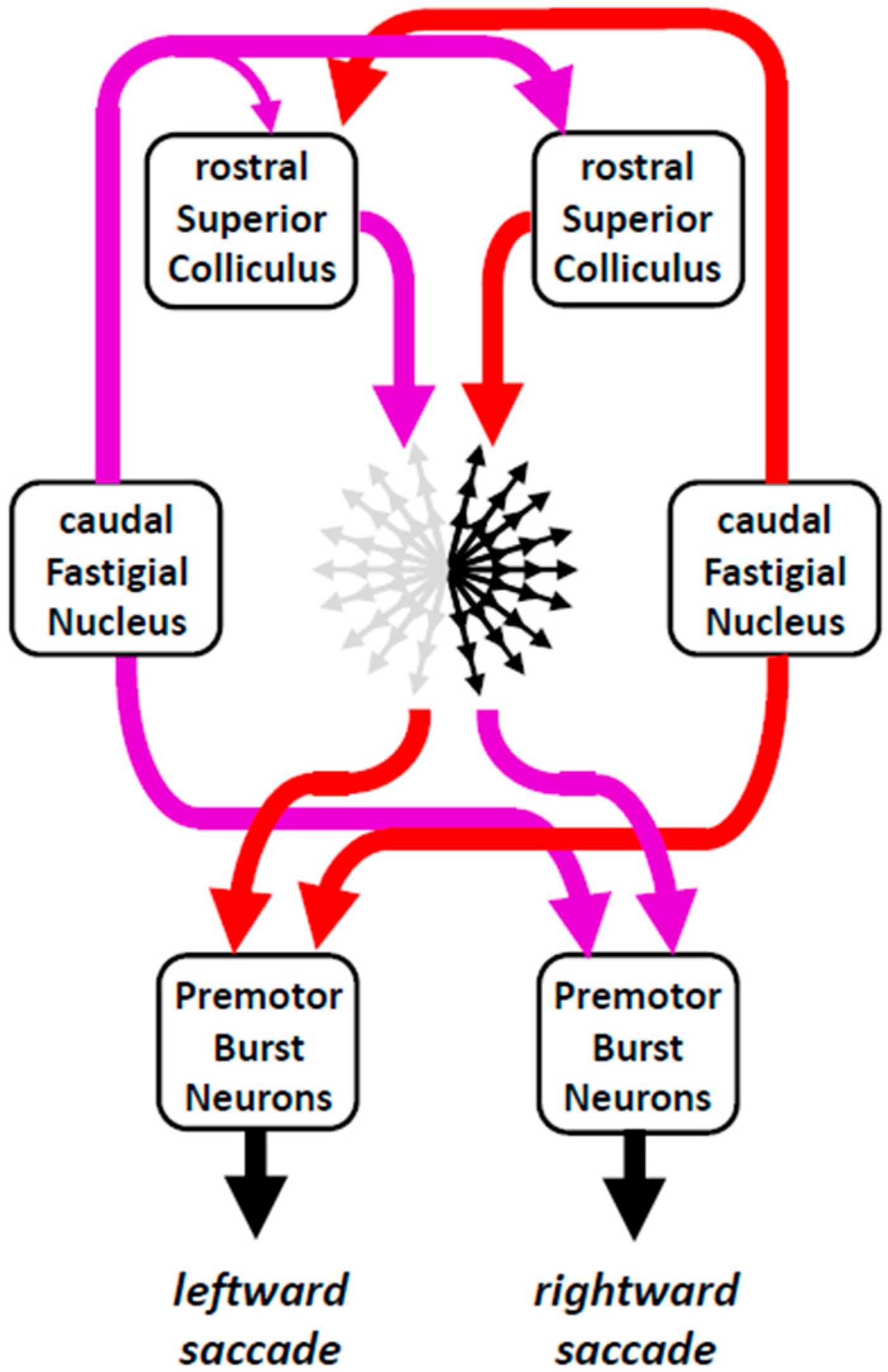Neurosci 06 00085 g008 Neurosci 06 00085 g008