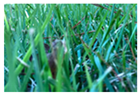 Nitrogen 03 00009 i001