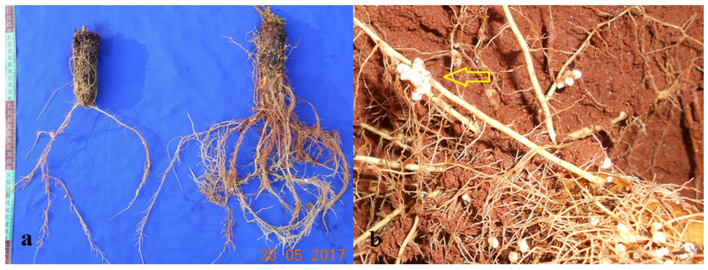 Nitrogen 06 00026 g004 Nitrogen 06 00026 g004