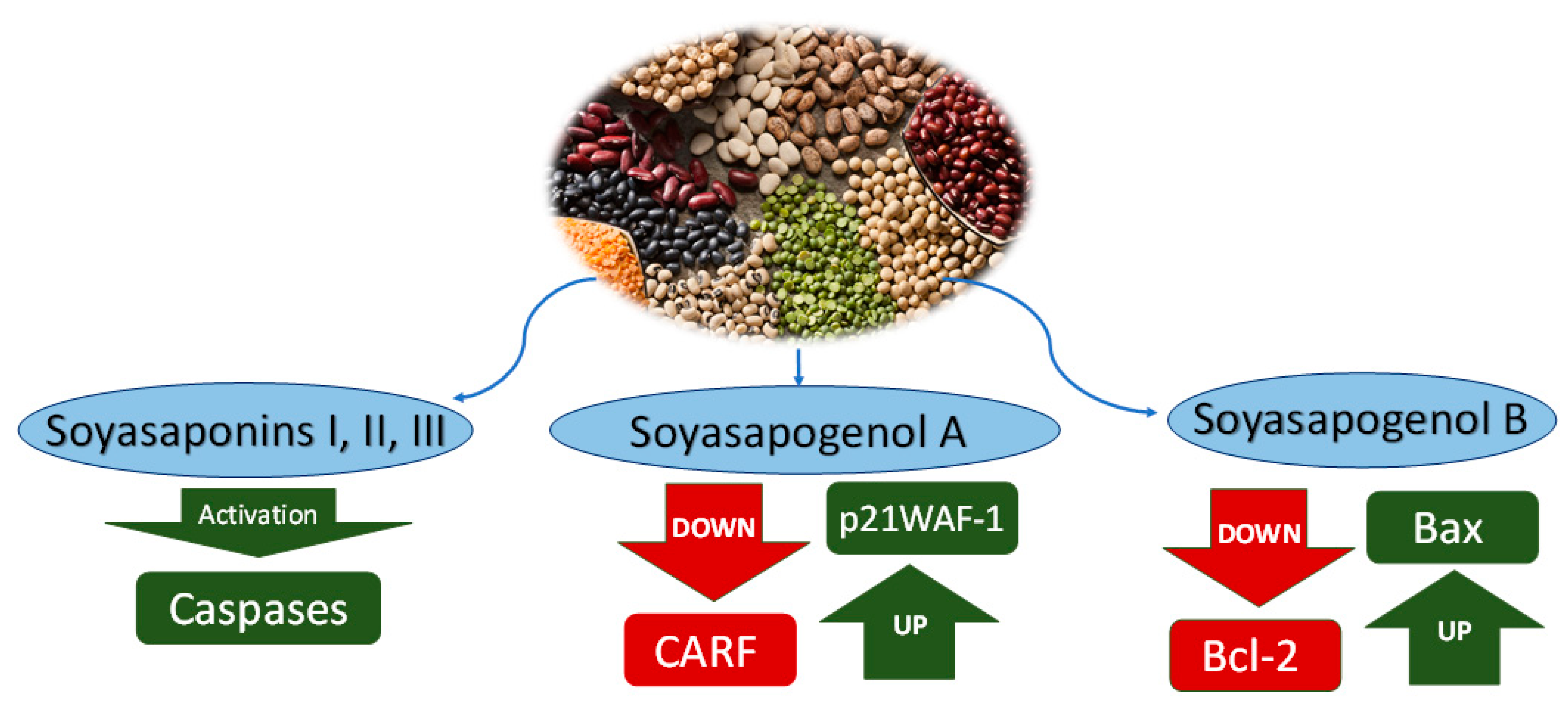 Nutraceuticals 02 00025 g002