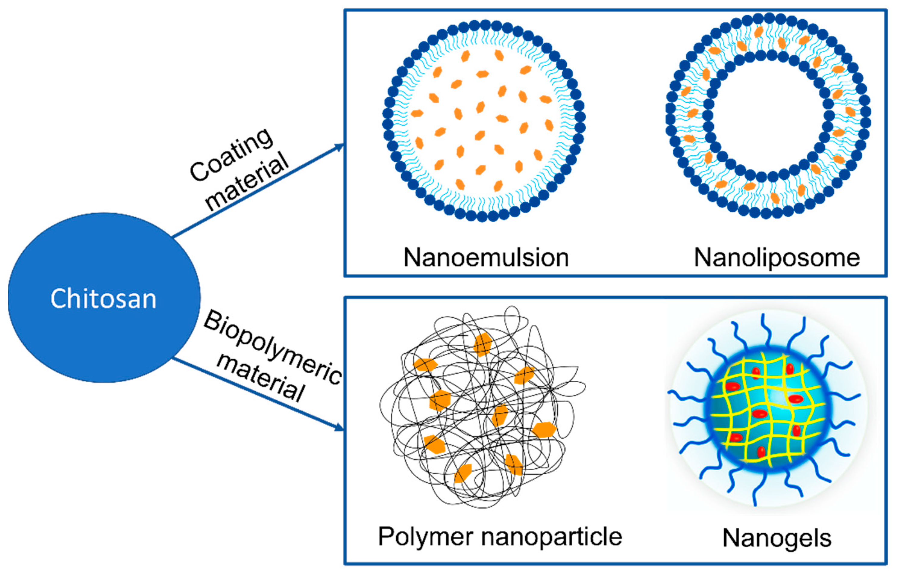 Nutraceuticals 03 00033 g004