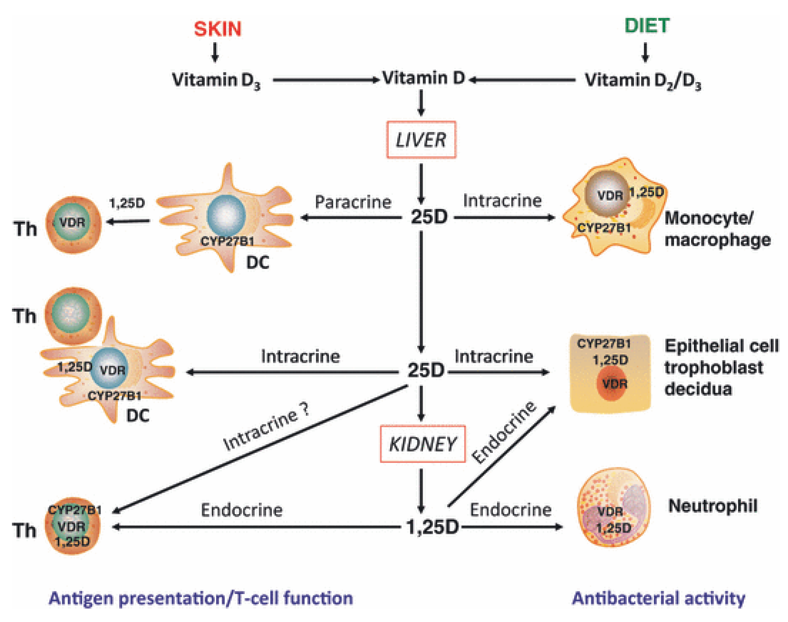 Nutrients | Free Full-Text | Vitamin D and Immune Function