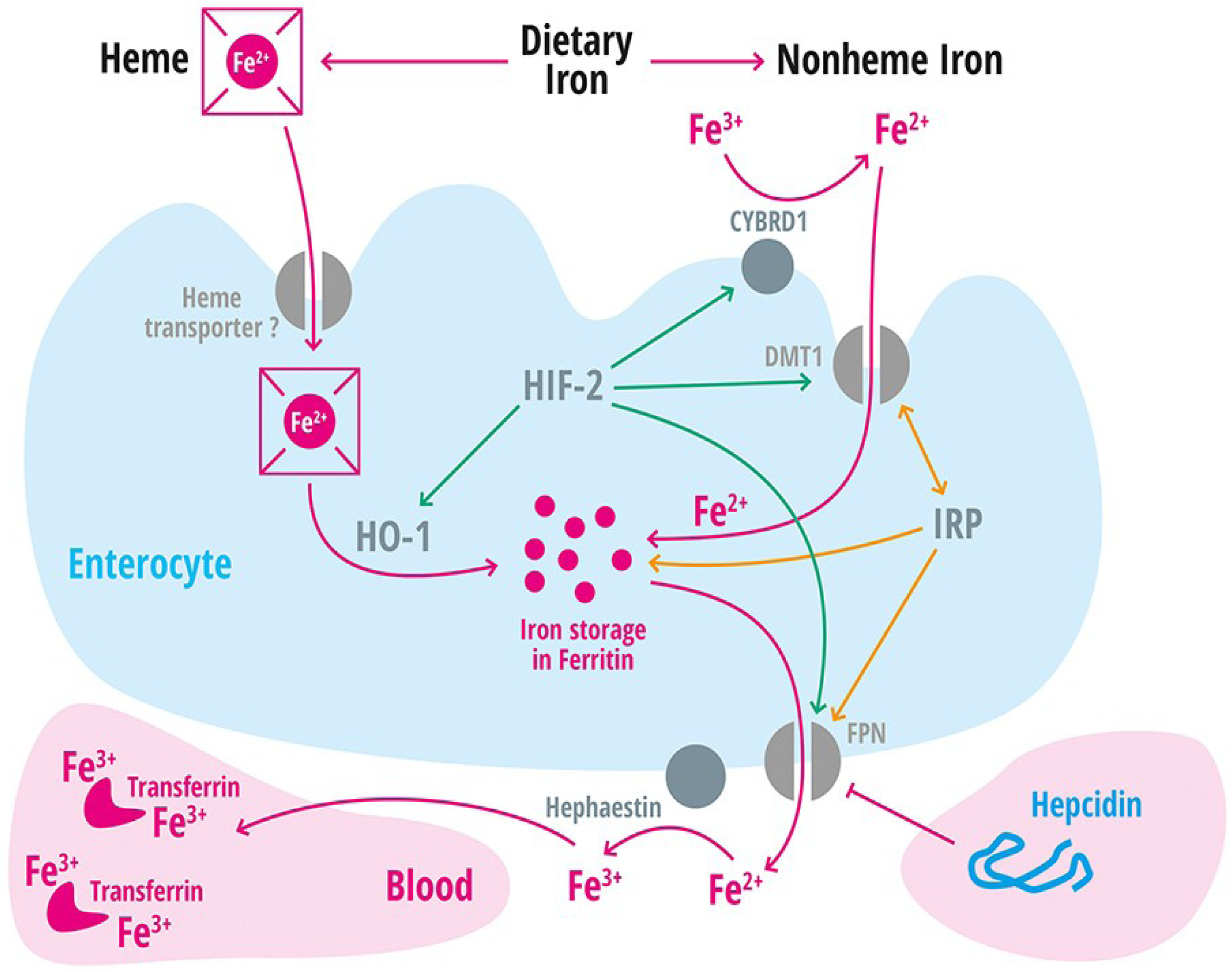 Nutrients | Free Full-Text | Out of Balance—Systemic Iron Homeostasis in  Iron-Related Disorders